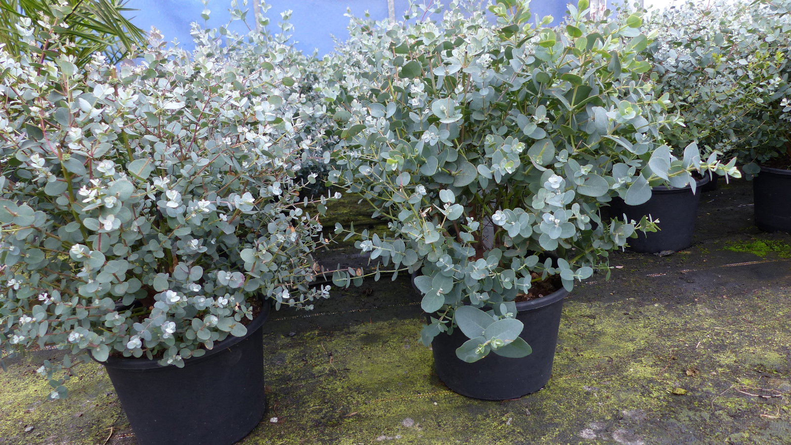 4 Stück Eucalyptus Gunni Gunnii Busch Kugel Eukalyptusbaum, Ø 35 cm, T19  H 50 cm Pflanze winterhart
