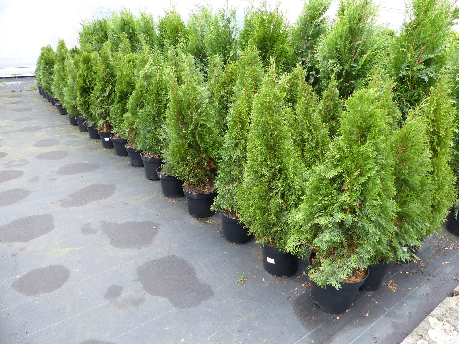 Thuja occ. Smaragd 100-120 cm, buschige Heckenpflanze, Formschnitt, immergrün