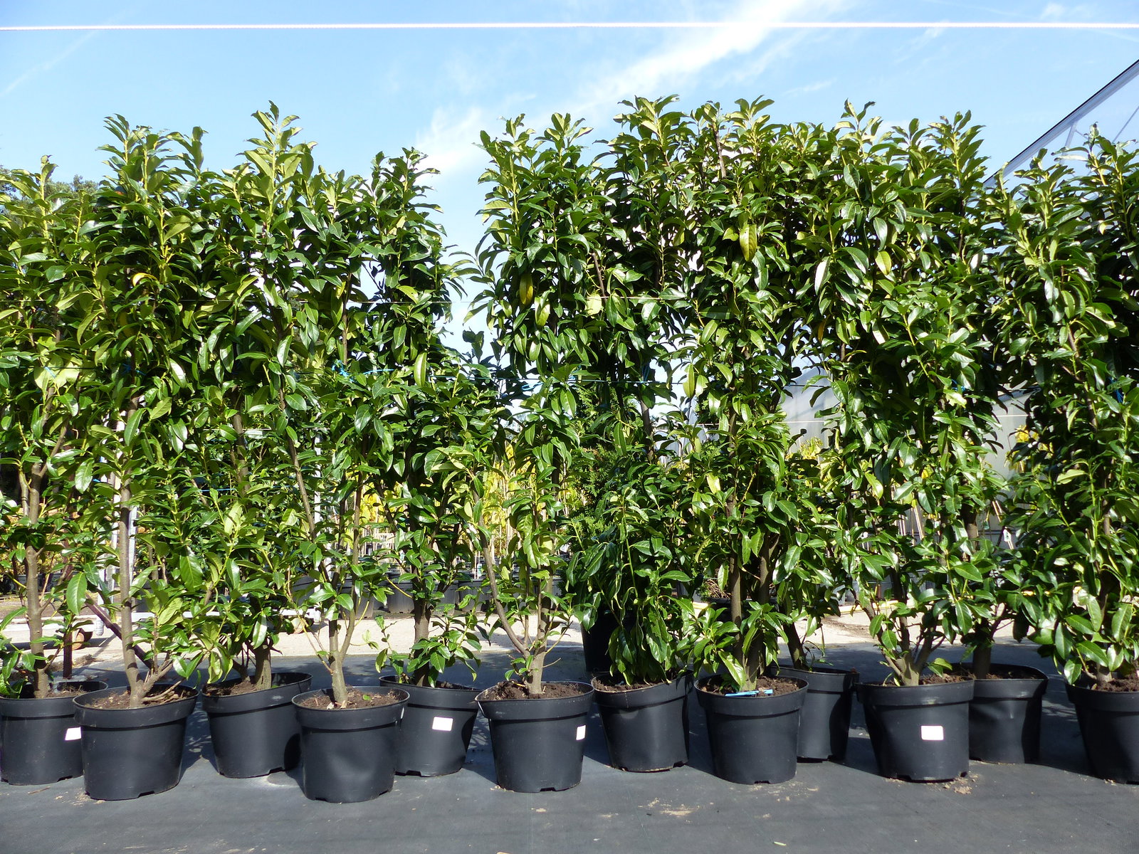 Kirschlorbeer Caucasica 160 - 180 cm Prunus laurocerasus Caucasica, immergrüne Hecke
