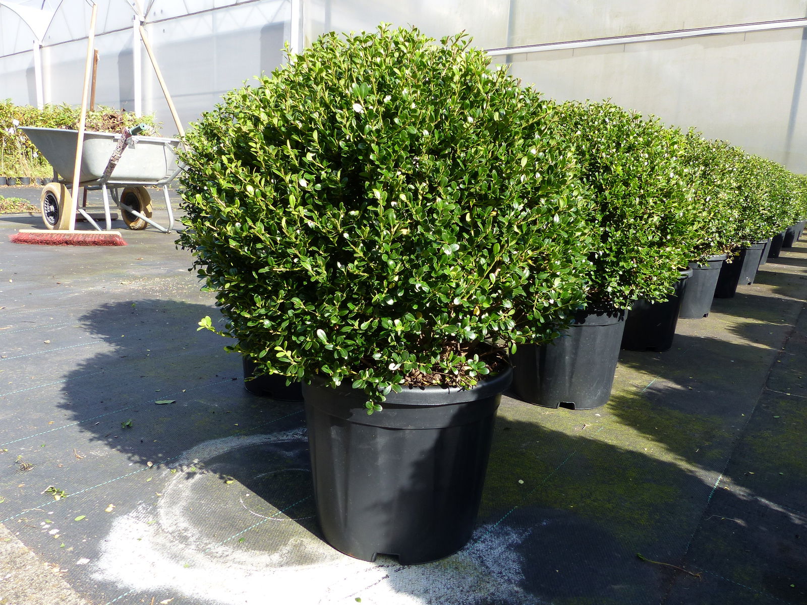 PREMIUM Ilex crenata Stokes Kugel rund Ø 40 - 45 cm Buchsbaum Ersatz winterhart + robust