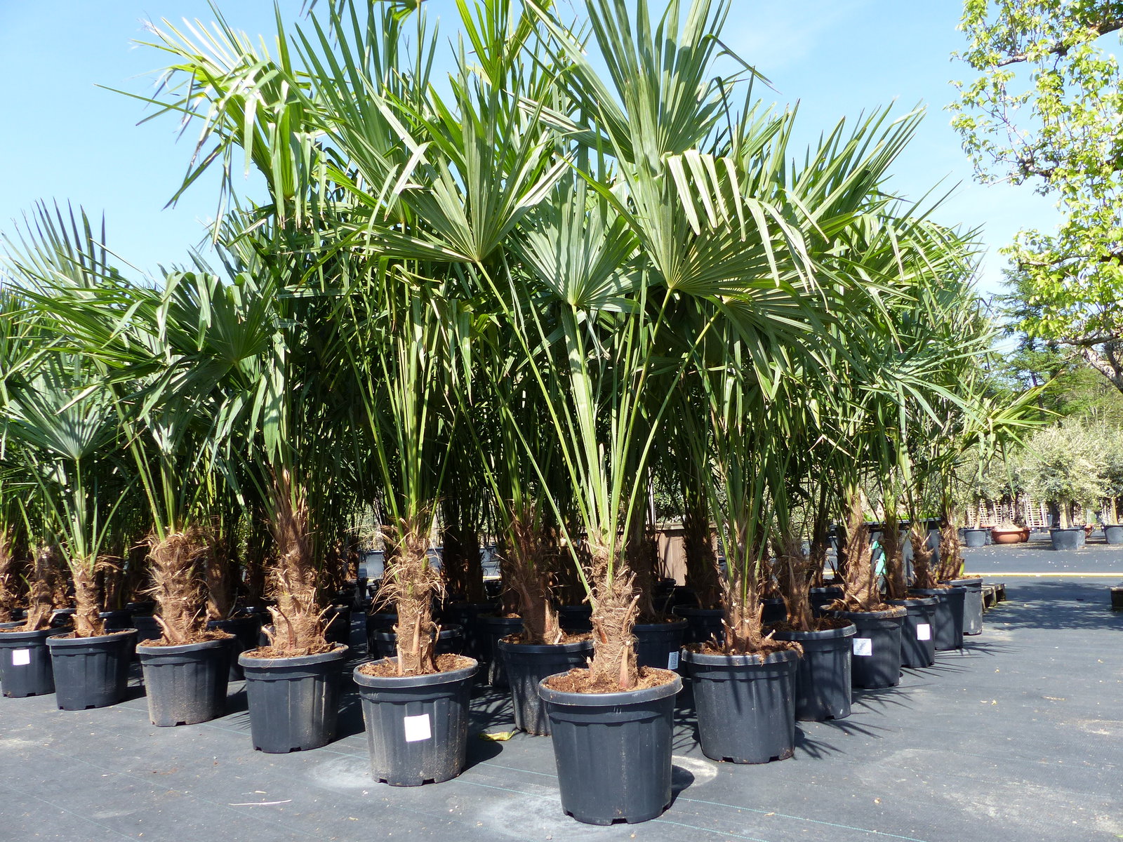 3 Stück XXL Palme winterhart 190 - 220 cm Trachycarpus fortunei, Hanfpalme, Top-Qualität