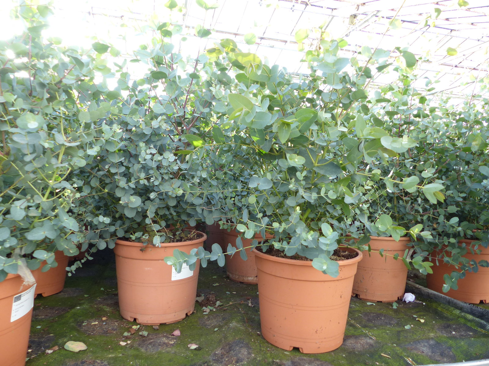2x XXL Eucalyptus Busch Eukalyptusbaum 40 - 60 cm, Pflanze winterhart