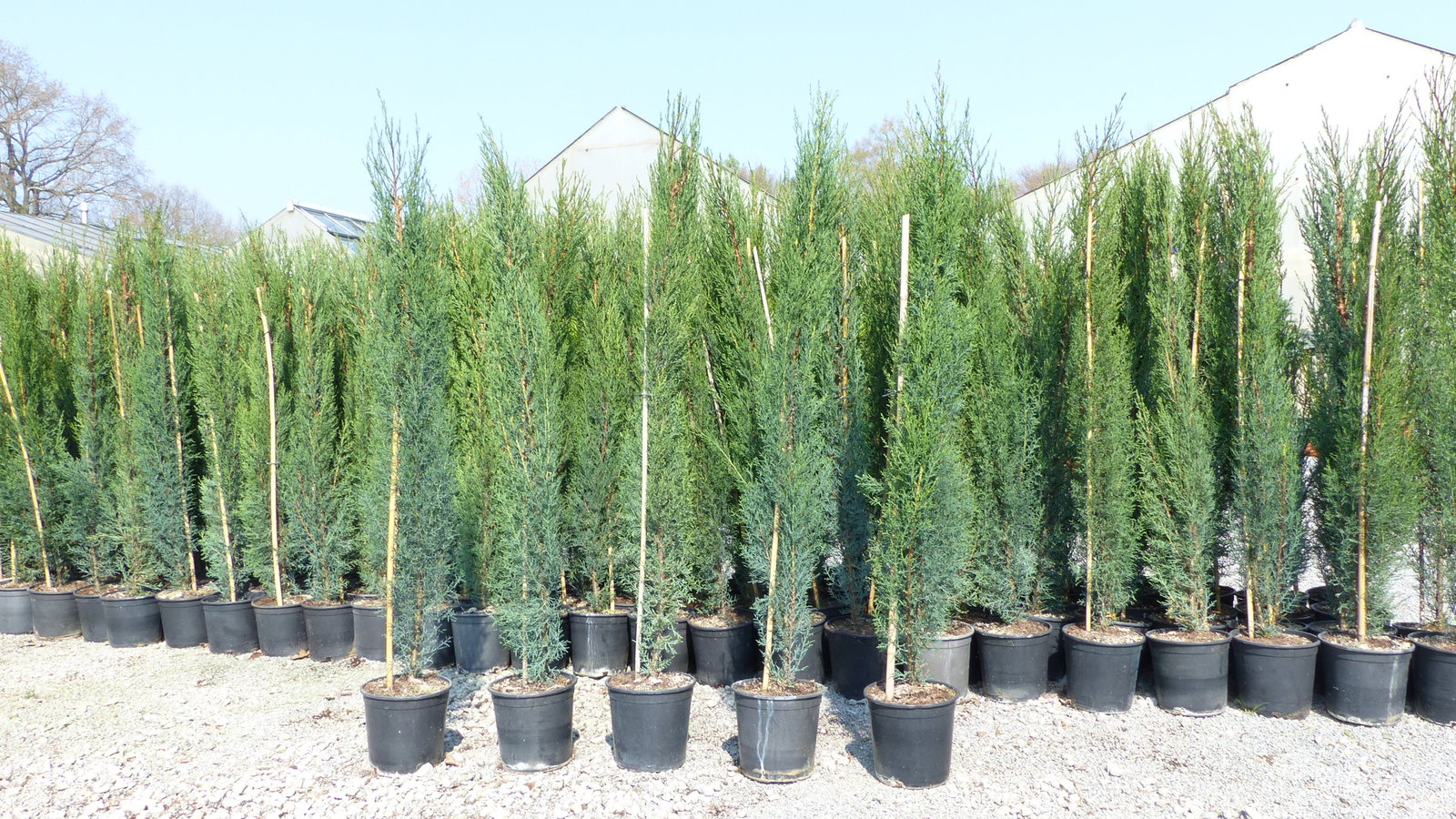 6x Mittelmeerzypresse 160 cm Säulen Toskana Zypressen Zypresse Cupressus Semper.