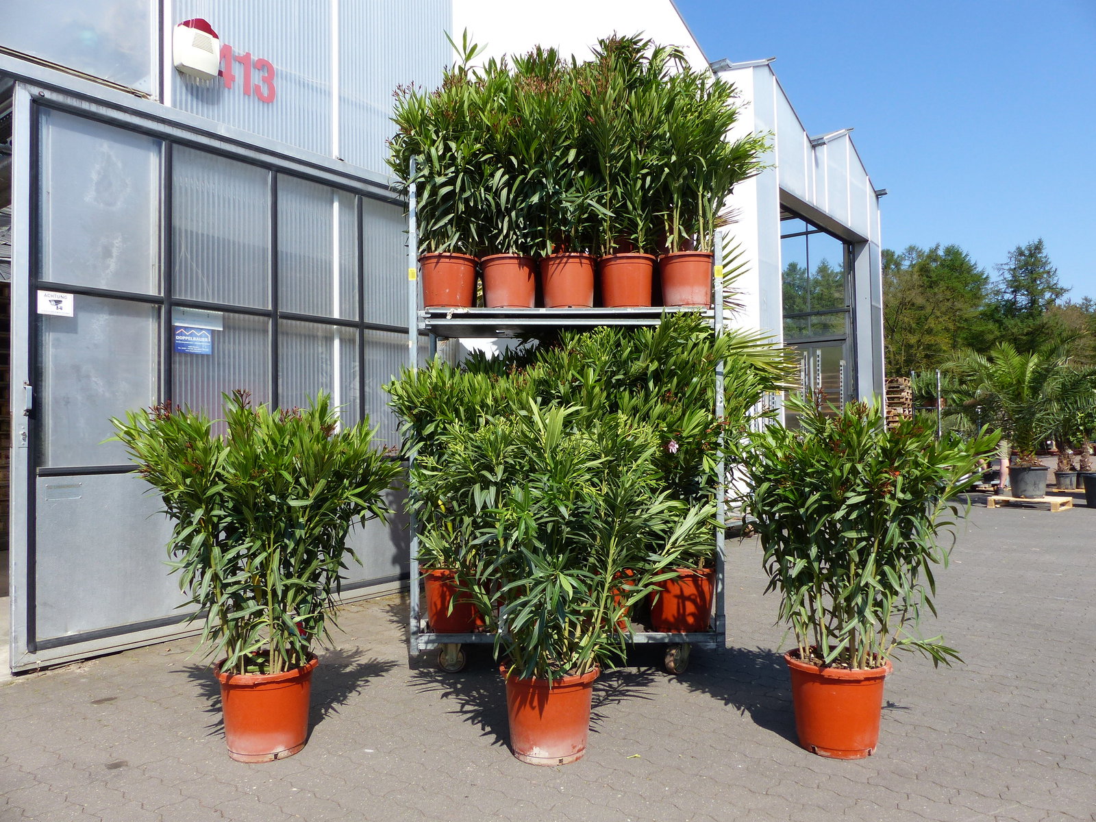 Oleander Premiumqualität 110 - 130 cm Busch Nerium Krone Ø90 cm Rosenlorbeer Premium rot, rosa oder weiß