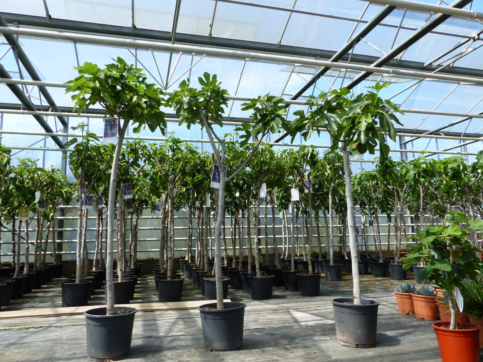 Feigenbaum 150-180 cm Obstbaum winterhart kräftiger Stamm, Ficus Carica, Feige, Obst