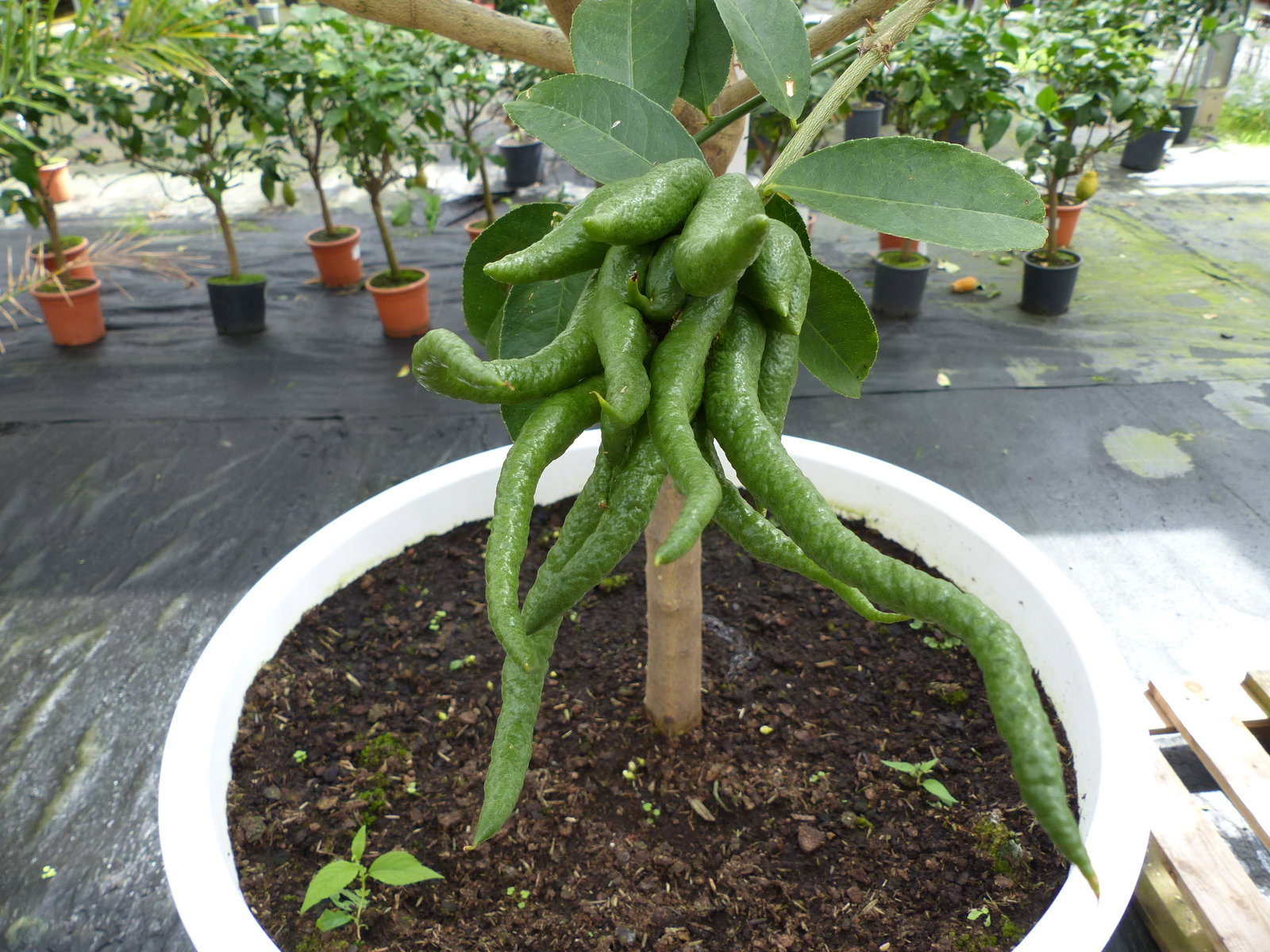 echte Citrus Medica Buddha's Hand | Mano di Buddha | im E&K Pflanzkübel | fruchtreif