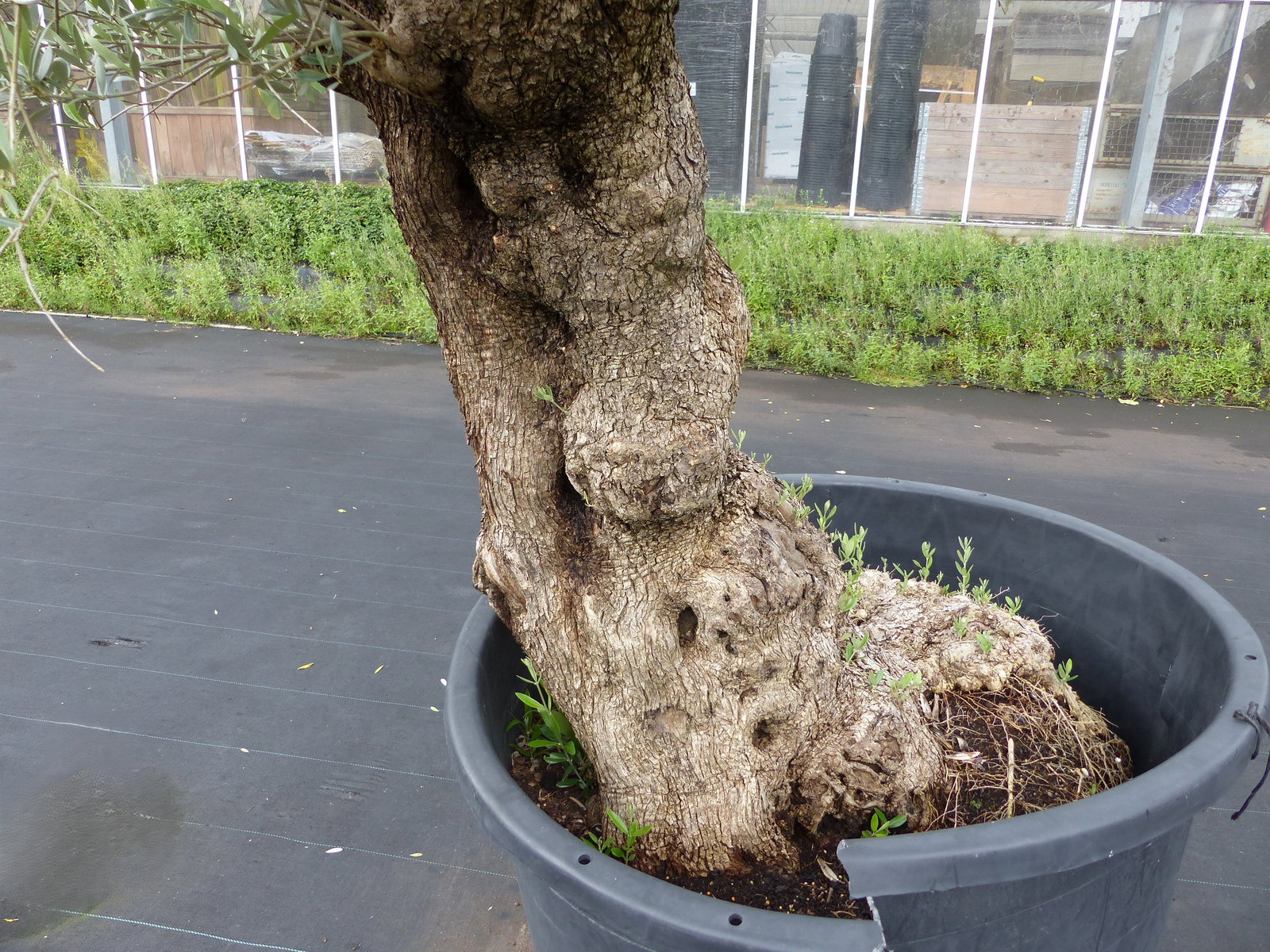 exakt dieser Baum Nr. 24W, 220 cm, Olivenbaum 'Angebot' knorrige alte urige Olive winterhart