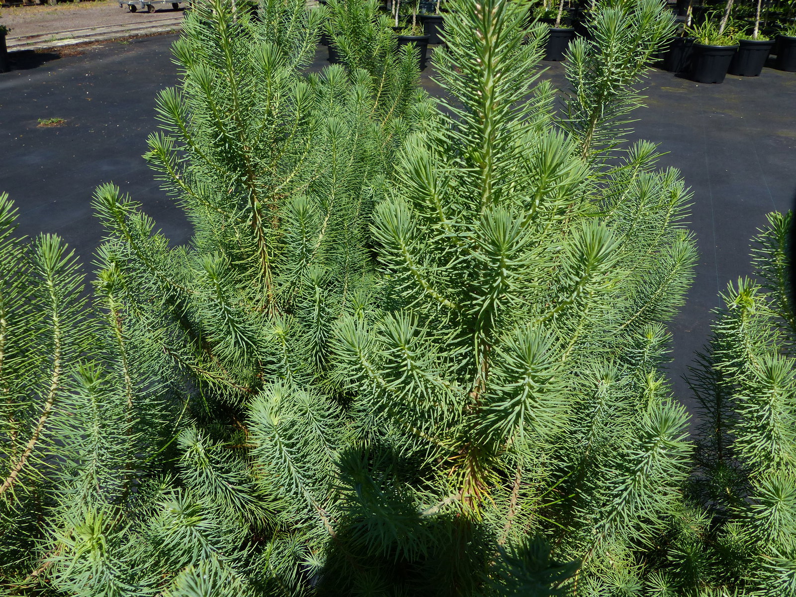 Pinus Pinea Mittelmeerkiefer 100 cm Pinie Kiefer winterhart