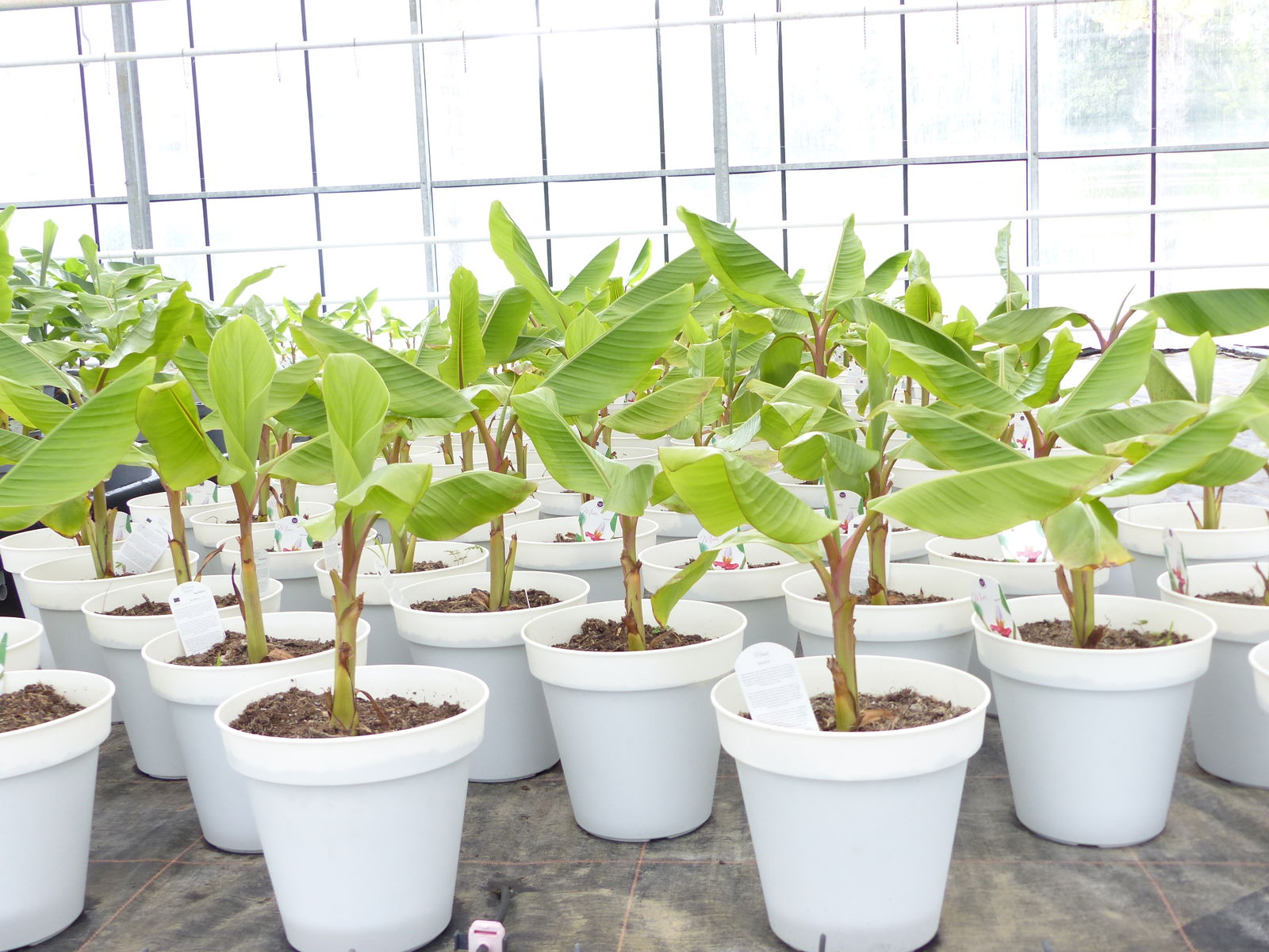 Bananenstaude Banane-Musa-velutina-55-60-cm, Kenia-Banane, Mini-Banane,  winterhart