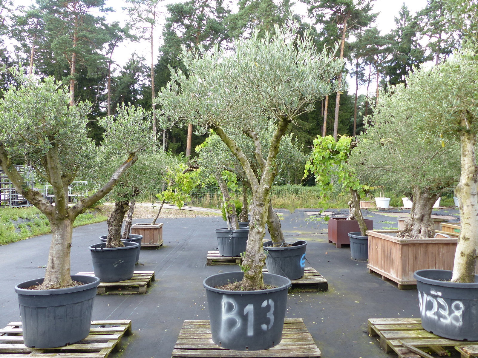 exakt dieser Baum Nr. B13 , 240 cm, Olivenbaum 'Angebot' verzweigte Olive winterhart