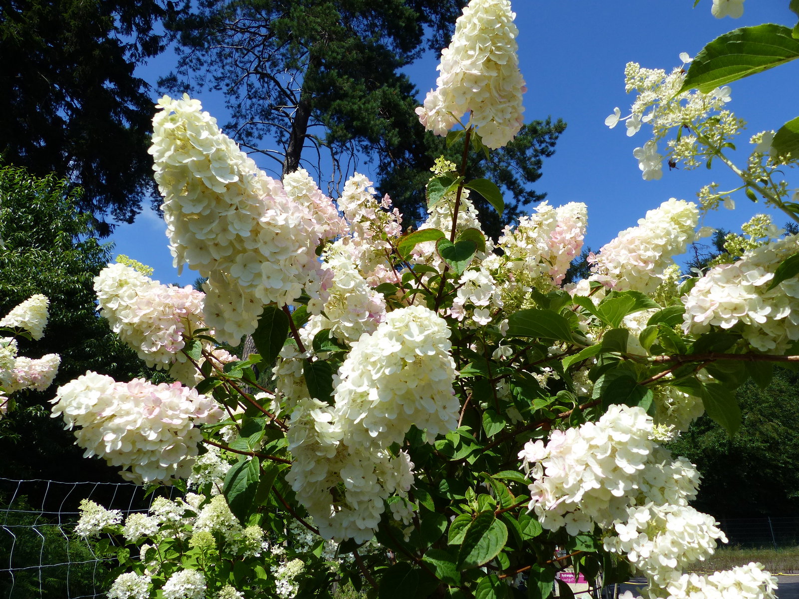 Hortensie Rispenhortensie Stamm im E&K Pflanzkübel 200 - 230 cm div. Sorten Hydrangea Paniculata winterhart