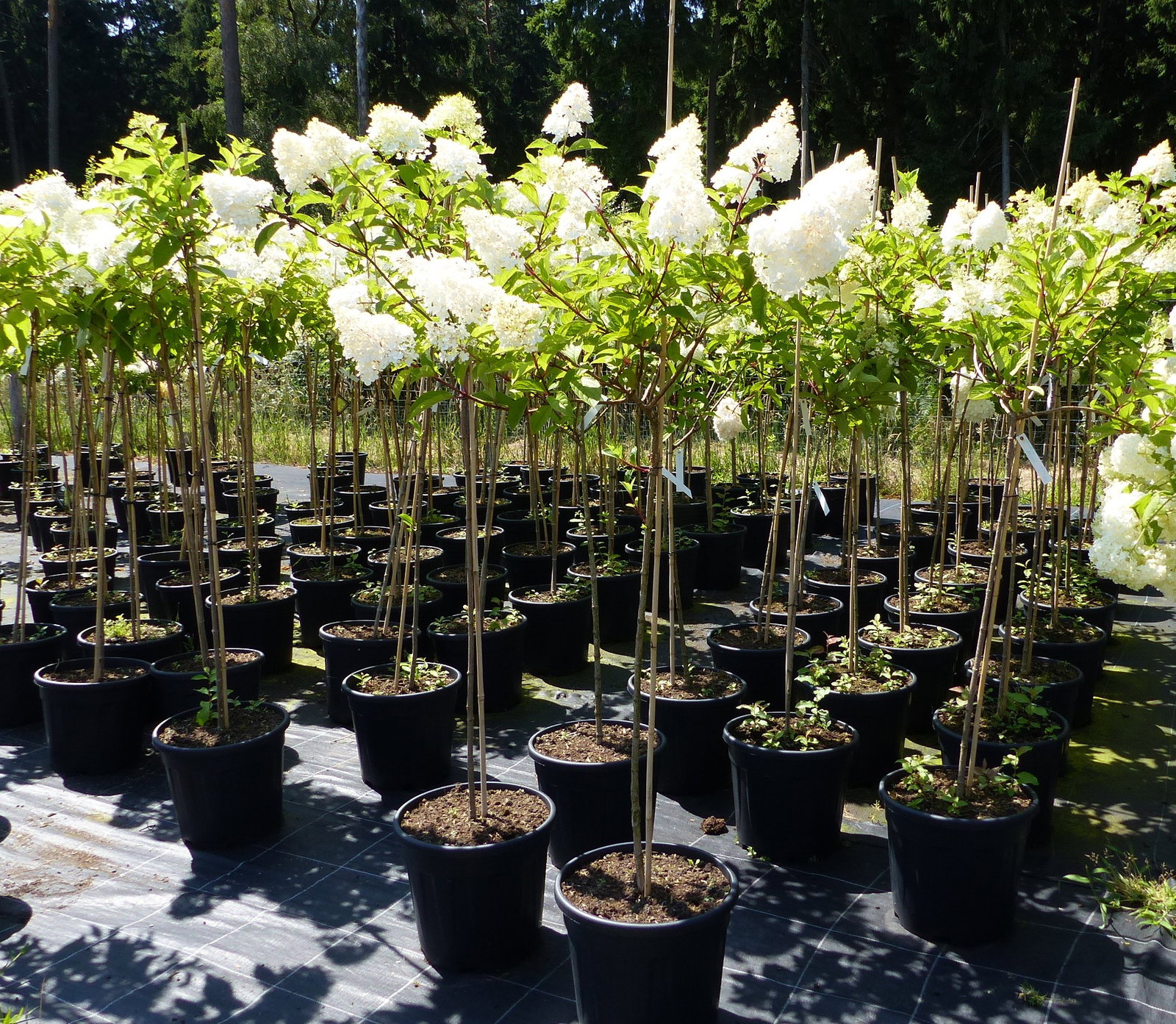 Hortensie Rispenhortensie Stamm 150 - 180 cm Candlelight weiß Hydrangea Paniculata winterhart
