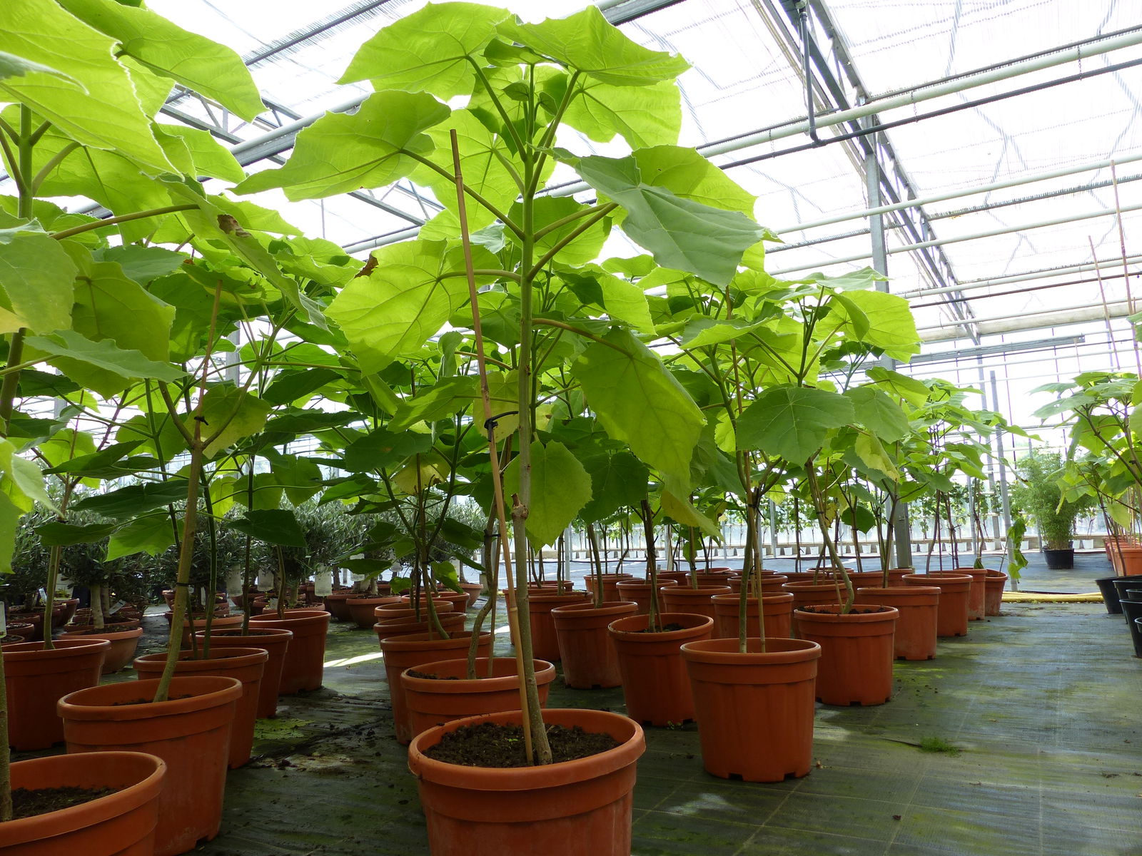 Blauglockenbaum Kiribaum 110 - 120 cm Paulownia tomentosa Kaiserbaum