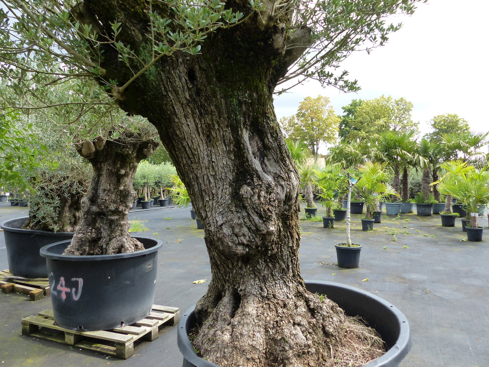 exakt dieser Baum Nr. 24Y, 245 cm, Olivenbaum 'Angebot' knorrige alte urige Olive winterhart