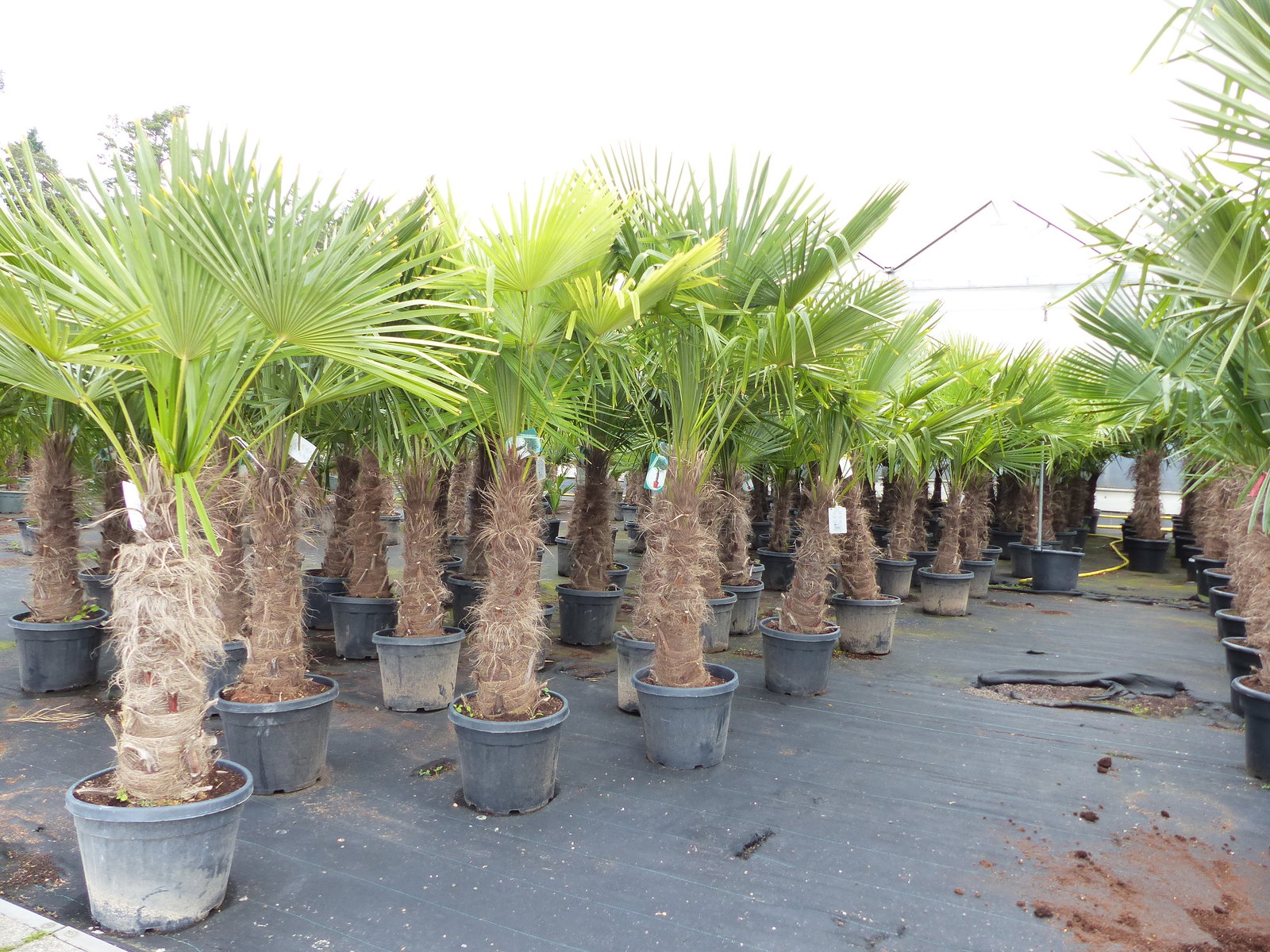 Trachycarpus fortunei, 70 - 100 cm Stamm, 210 - 250 cm Hanfpalme, winterharte Palme bis -18°C