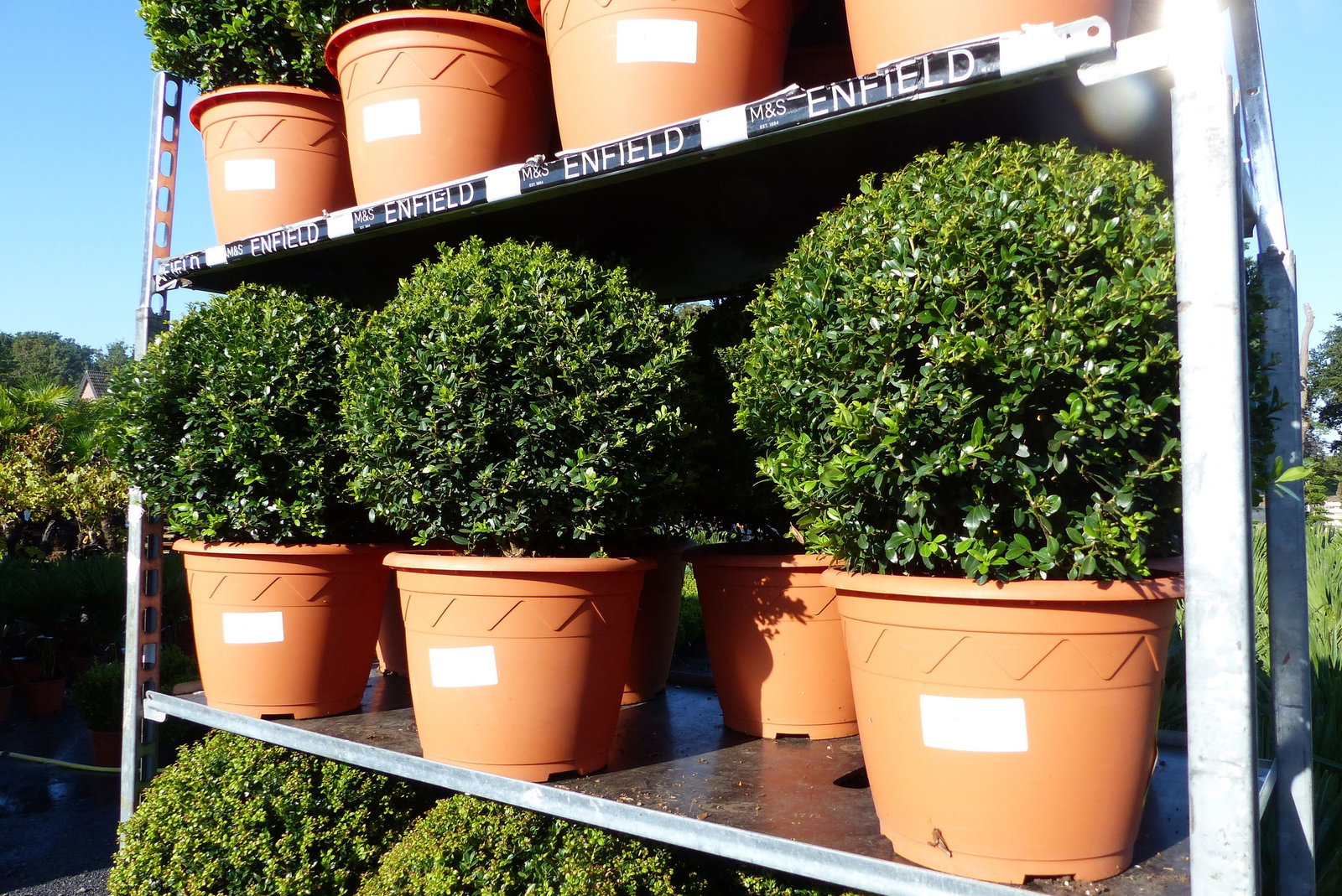 2 Stück PREMIUM Ilex crenata Stokes Kugel rund Ø 40 - 45 cm Buchsbaum Ersatz winterhart + robust