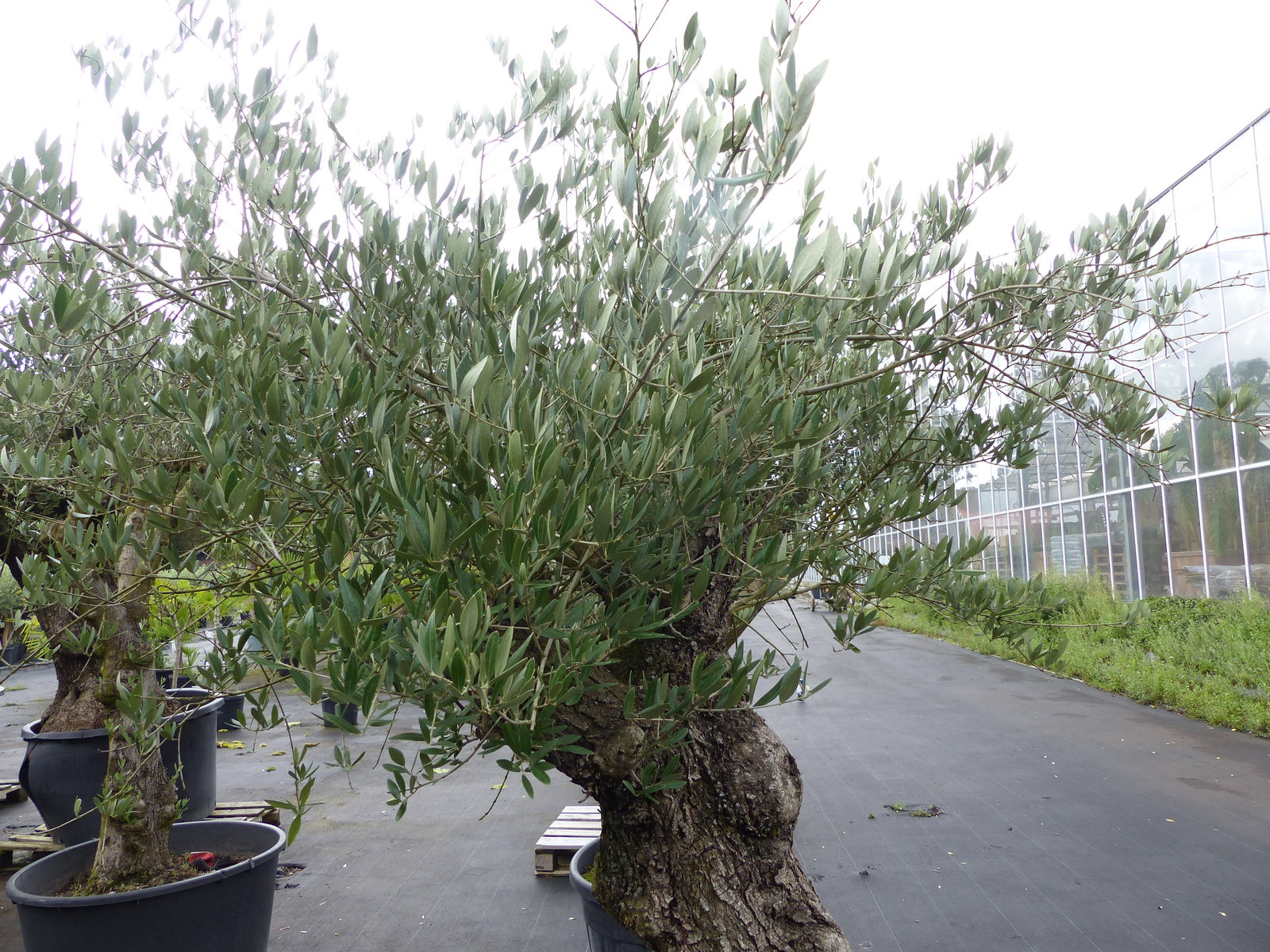 exakt dieser Baum Nr. C, 210 cm, Olivenbaum 'Angebot' knorrige alte urige Olive winterhart