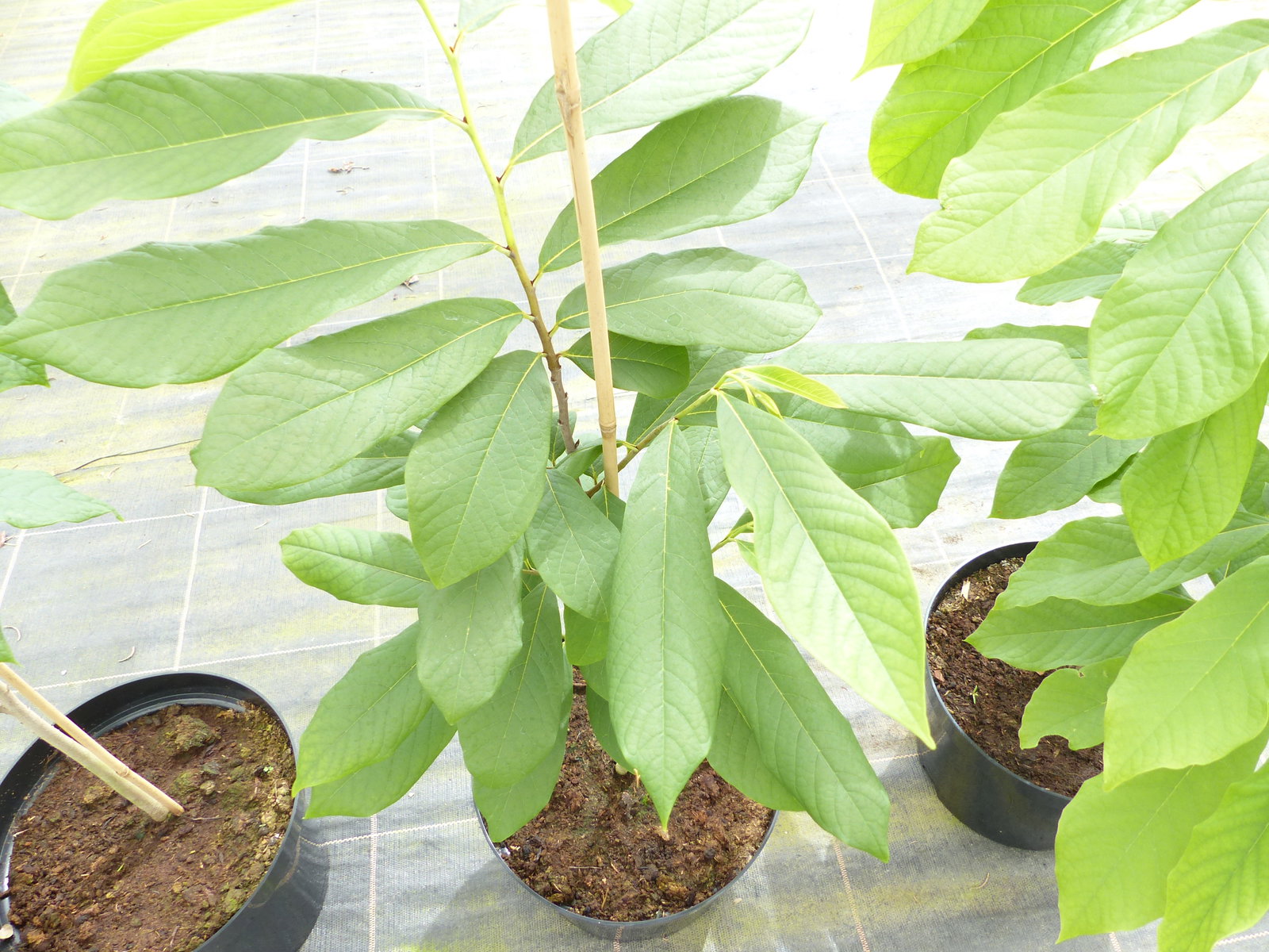 Asimina triloba Dreilappige Papau 180 cm Sunflower Papau Pawpaw, winterhart