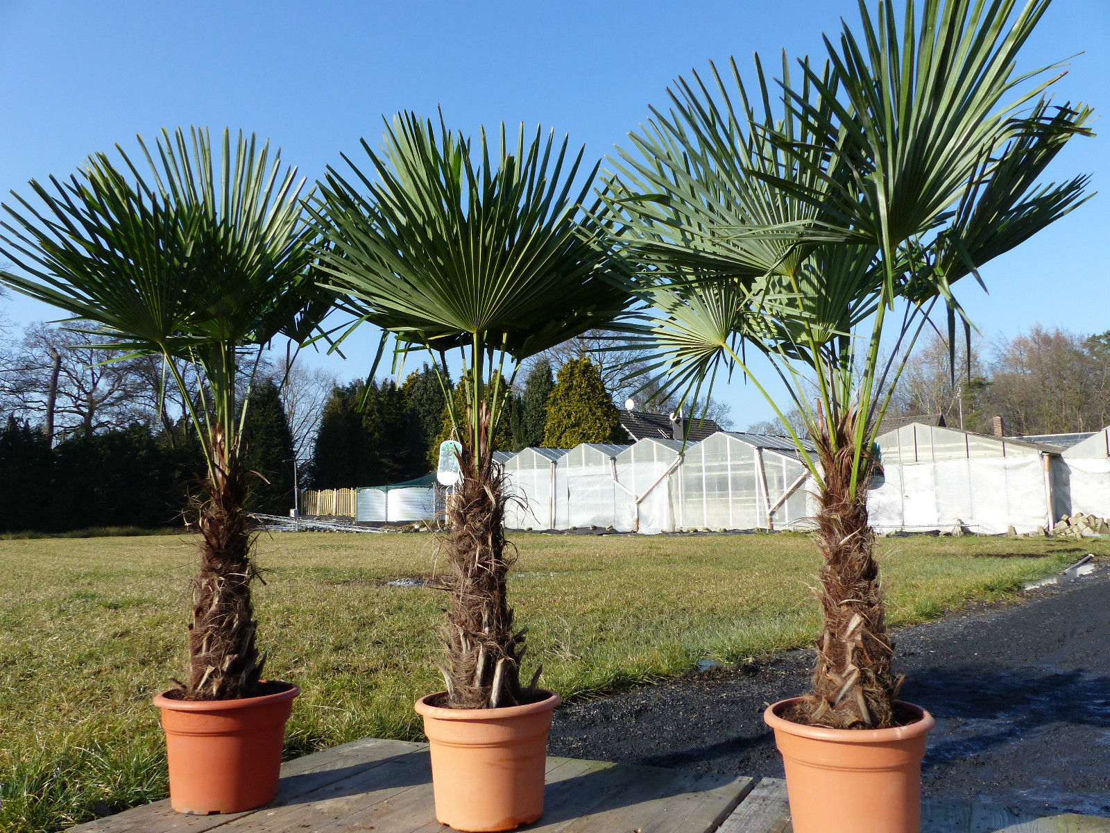 XXL Palme winterhart 180 cm Trachycarpus fortunei, Hanfpalme, Top-Qualität