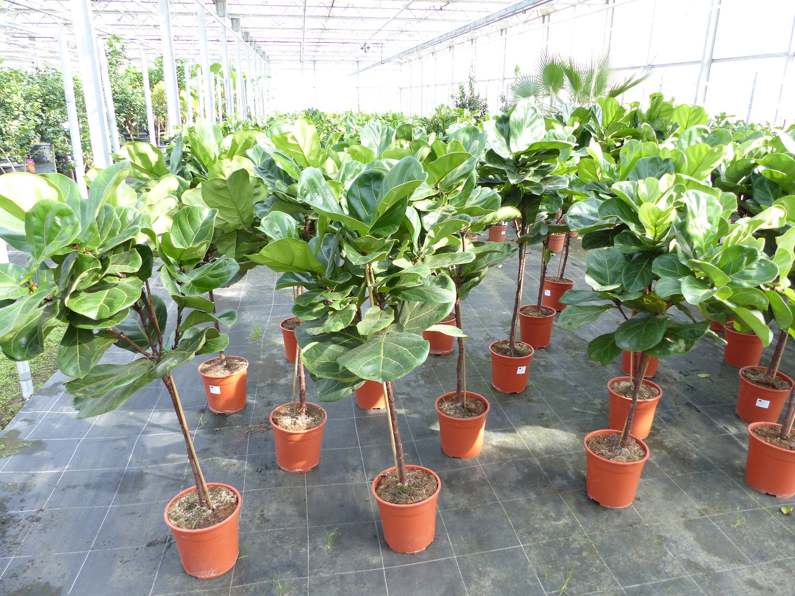 Ficus lyrata | Geigenfeige | Feigenbaum | 125 - 155 cm | Geigenblatt-Ficus | Feige | Stamm | Premiumqualität