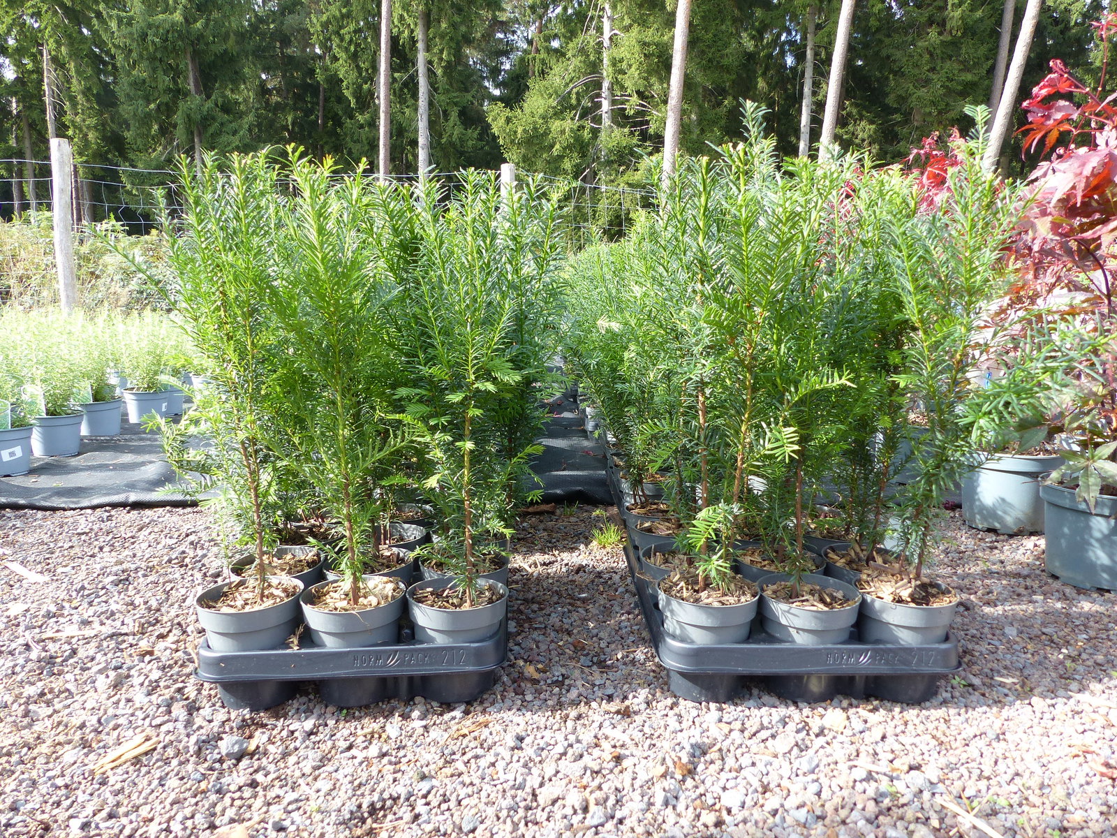 5 Stück Taxus Baccata Eibe 45 - 50 cm Hecke winterhart