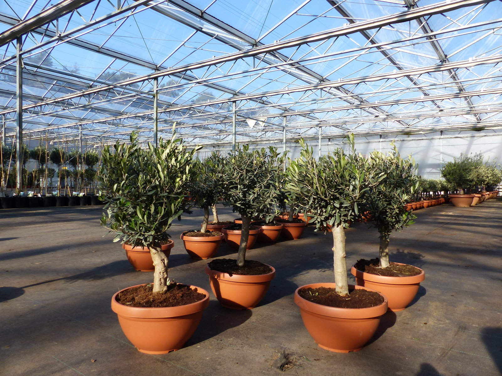 Olivenbaum Bonsai 70 - 90 cm Formgehölz, Olive winterhart, Olea europaea