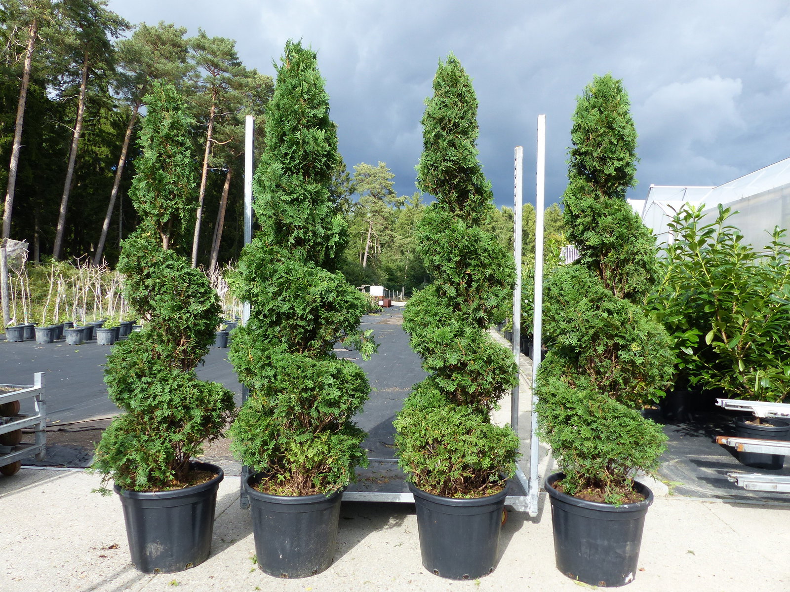 Thuja occ. "Columna" Spirale 180 cm Heckenpflanze Hecke Gartenbonsai Formgehölz