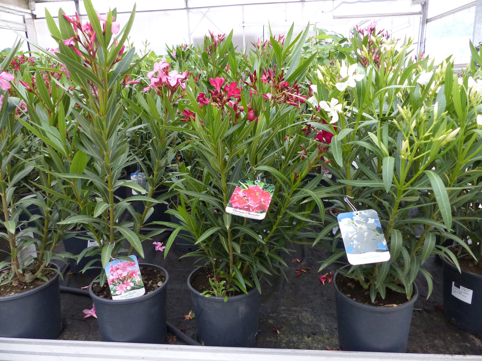 Oleander Busch 80 cm Nerium Rosenlorbeer Premium rot, rosa oder weiß