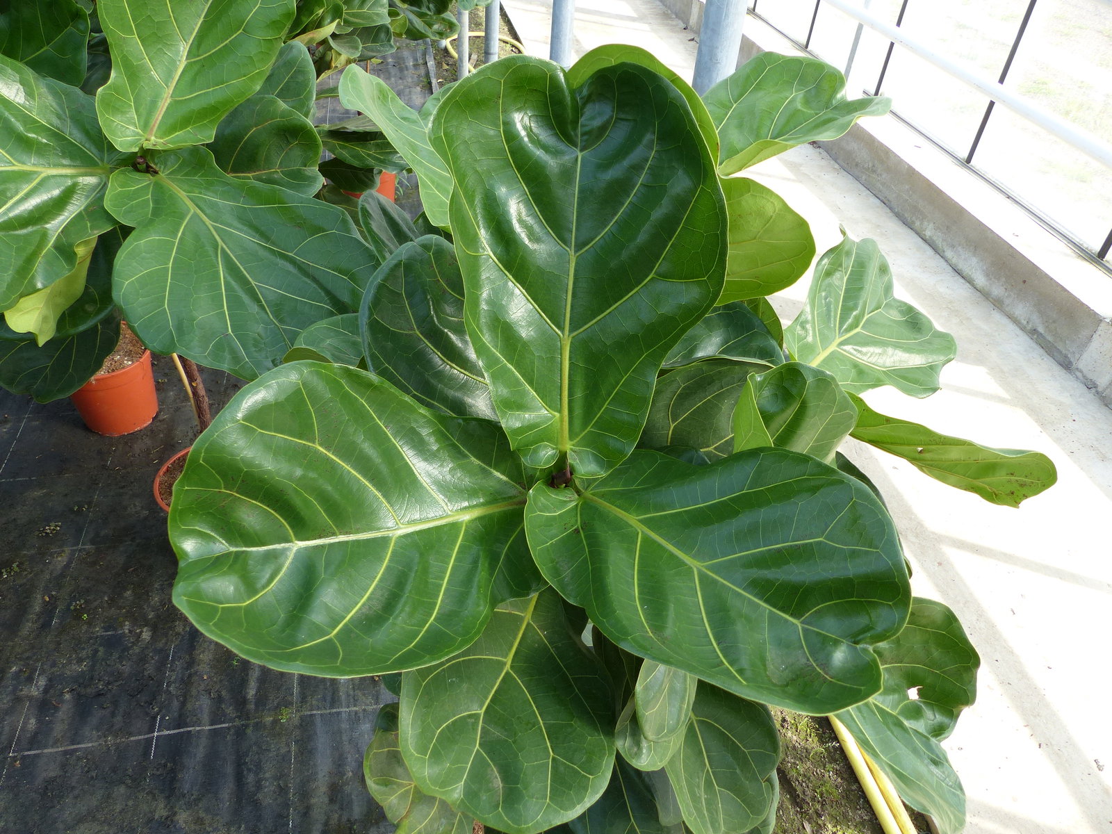 Ficus lyrata | Geigenfeige | Feigenbaum | 125 - 155 cm | Geigenblatt-Ficus | Feige | Stamm | Premiumqualität
