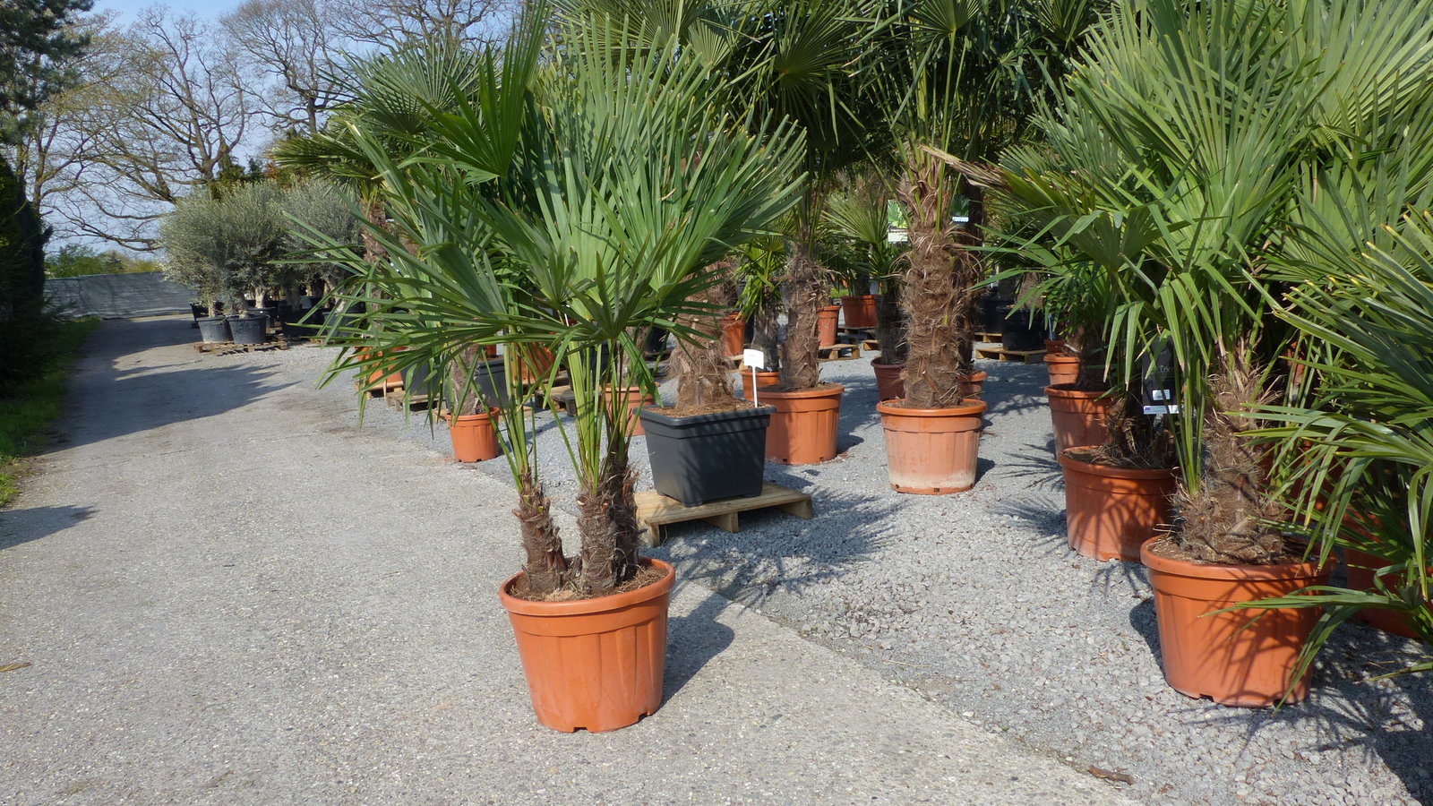 Palmengruppe Trachycarpus Fortunei Palme mehrstämmig, winterhart 220 cm