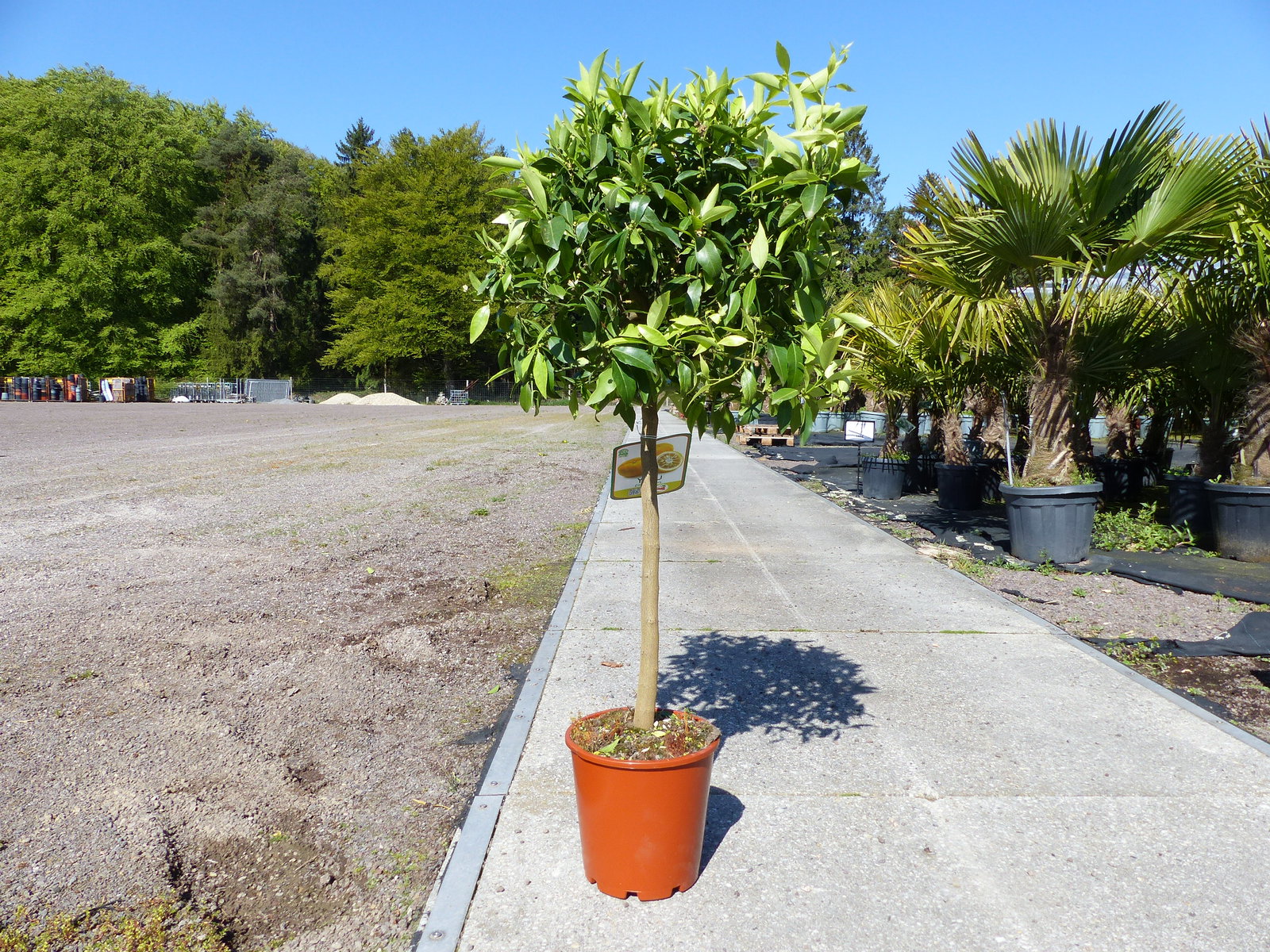 Citrus Yuzu 100 - 120 cm, Zitronenbaum Zitrone, japanische Zitrone, winterhart