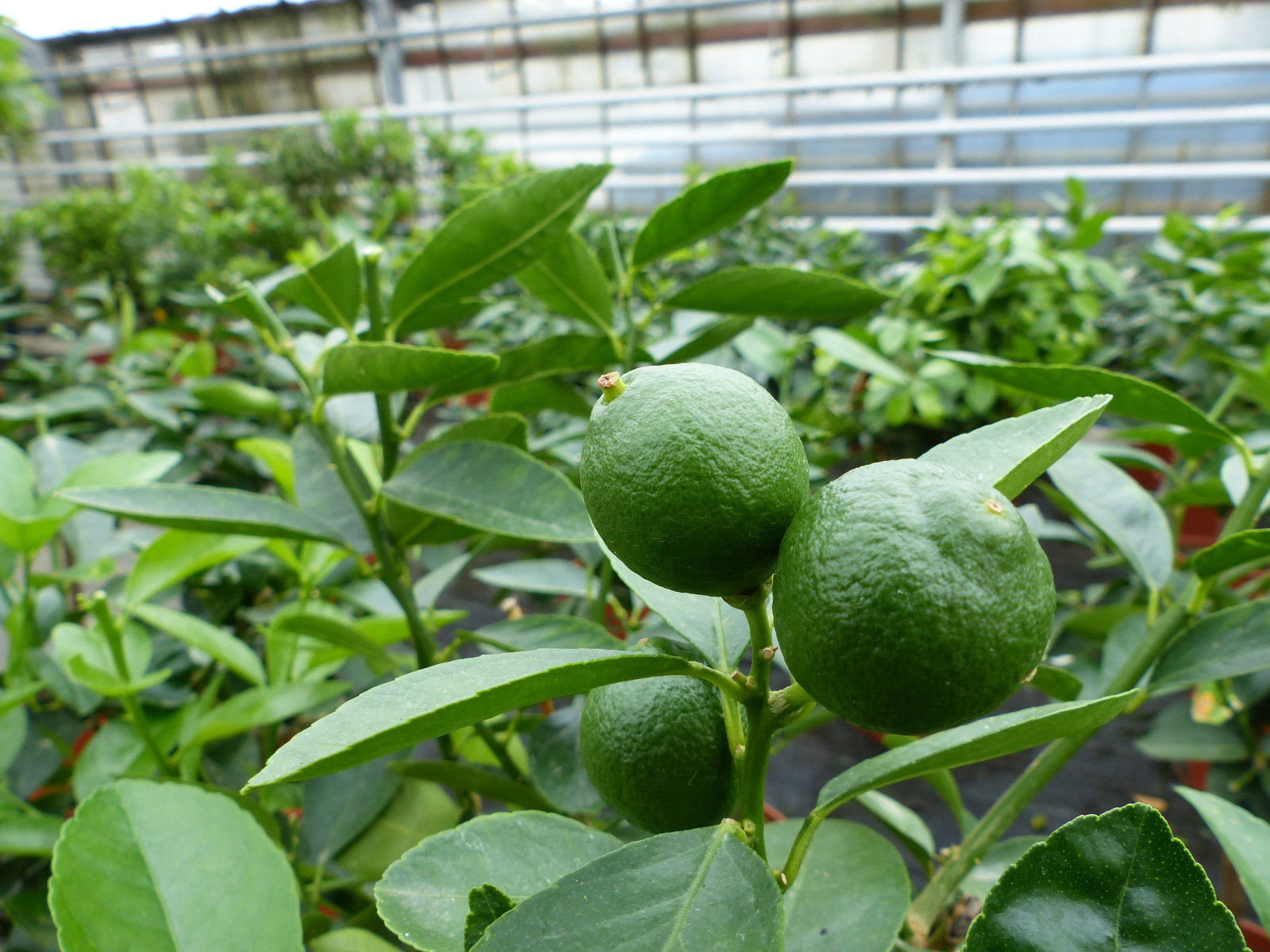 Grünwaren: Limette Limettenbaum "Aurantifolia" Citrus Lime 120 - 150 cm Zitruspflanze