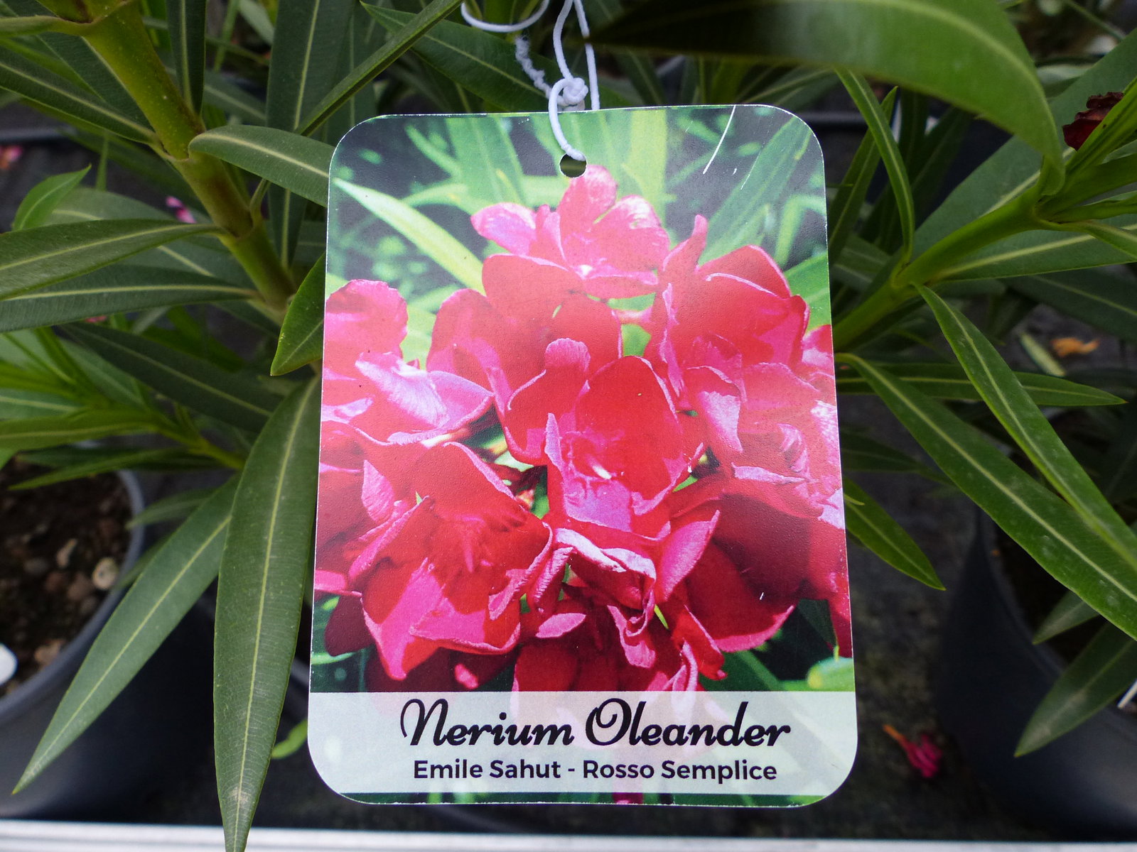 Oleander Busch 80 cm Nerium Rosenlorbeer Premium rot, rosa oder weiß