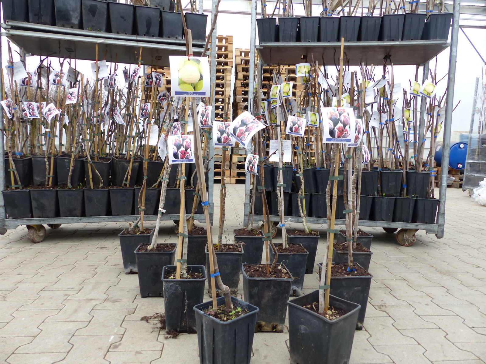 Feigenbaum 100-120 cm Obstbaum winterhart kräftiger Stamm, Ficus Carica, Feige, Obst