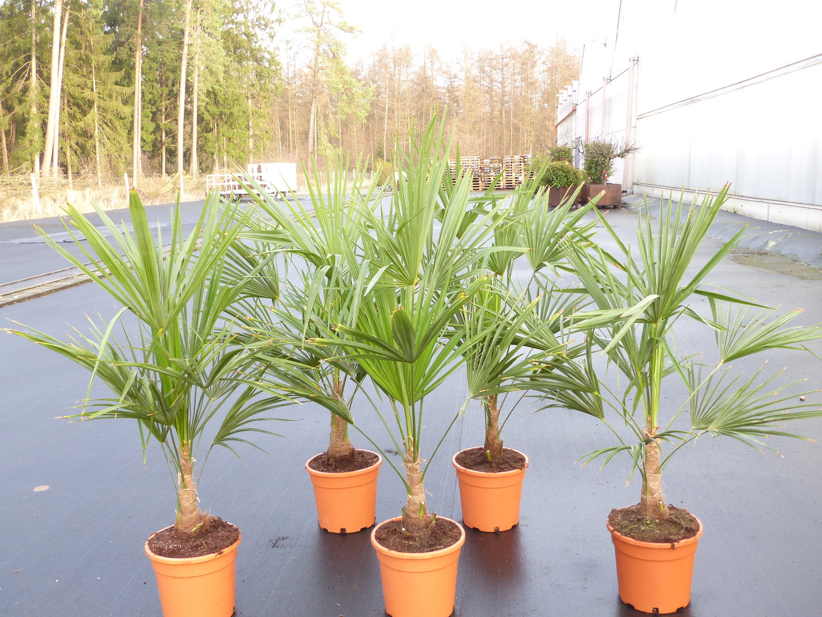 Trachycarpus fortunei 130-160 cm Palme Hanfpalme, winterhart bis -18°C