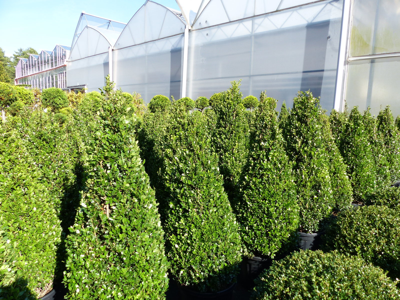 2 Stück Ilex crenata Caroline Upright Pyramide 130 - 150 cm Kegel Buchsbaum Ersatz winterhart + robust