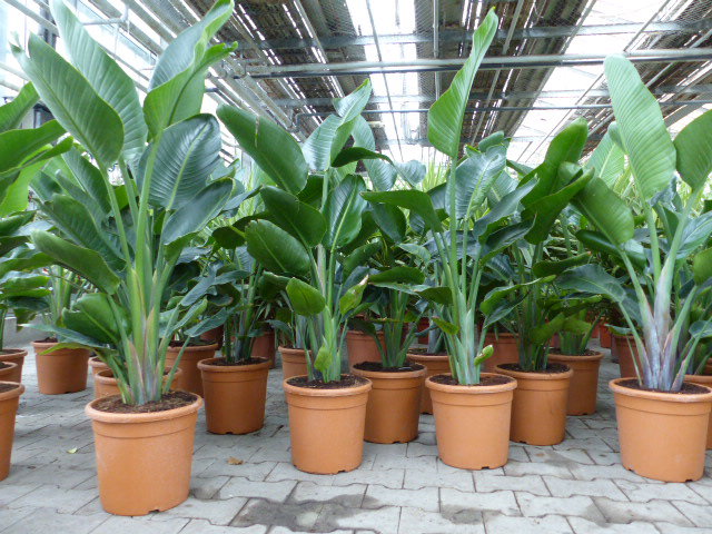 Strelitzia Strelitzie weiß Augusta 160 - 180 cm, Paradiesvogelblume Premiumqualität