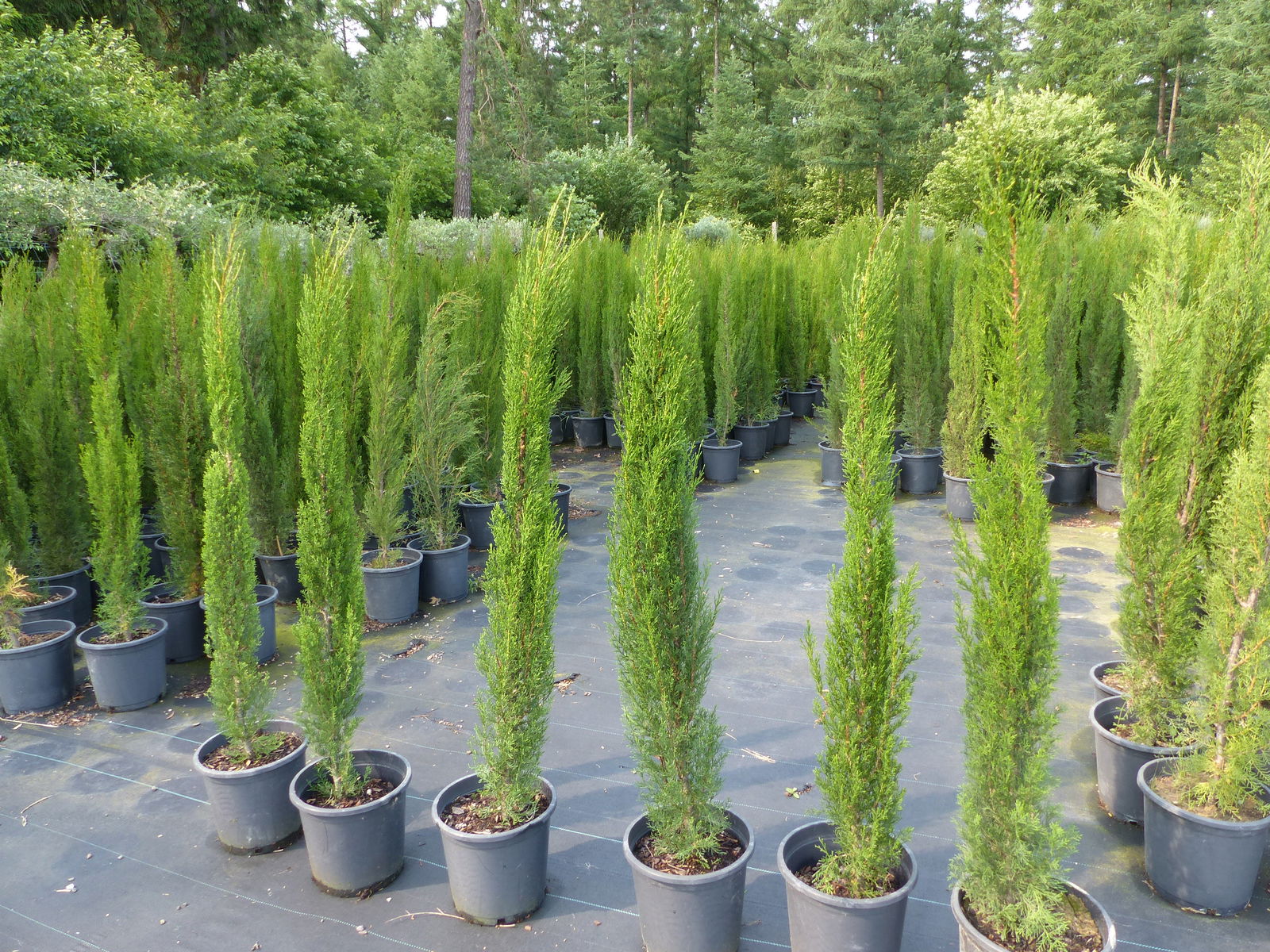 1x Mittelmeerzypresse 180 cm Säulen Toskana Zypressen Zypresse Cupressus Sempervirens
