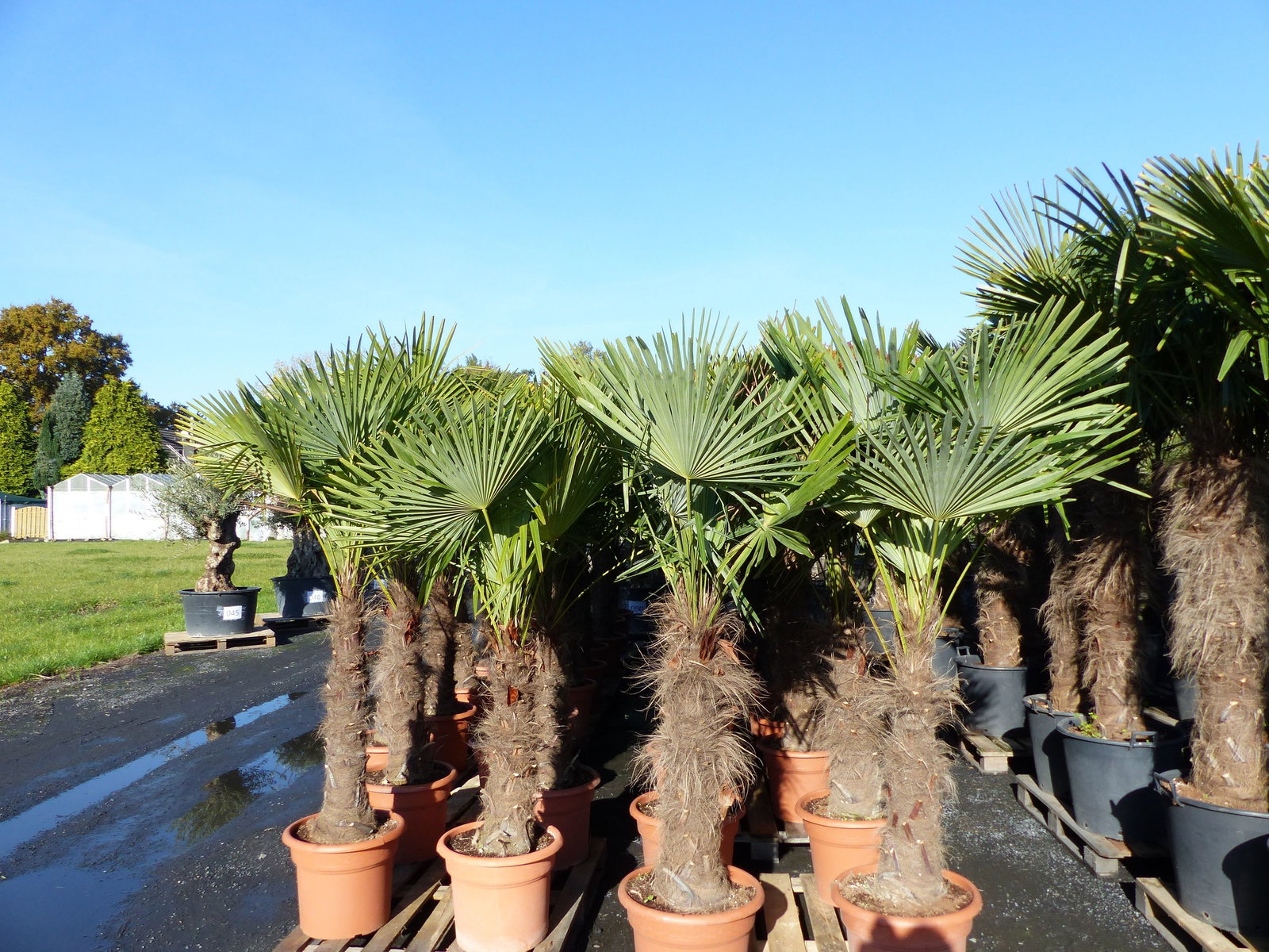 gruenwaren: XXXL 220-250 cm, Stamm 80 cm, Trachycarpus fortunei Hanfpalme, winterharte Palme bis -18°C