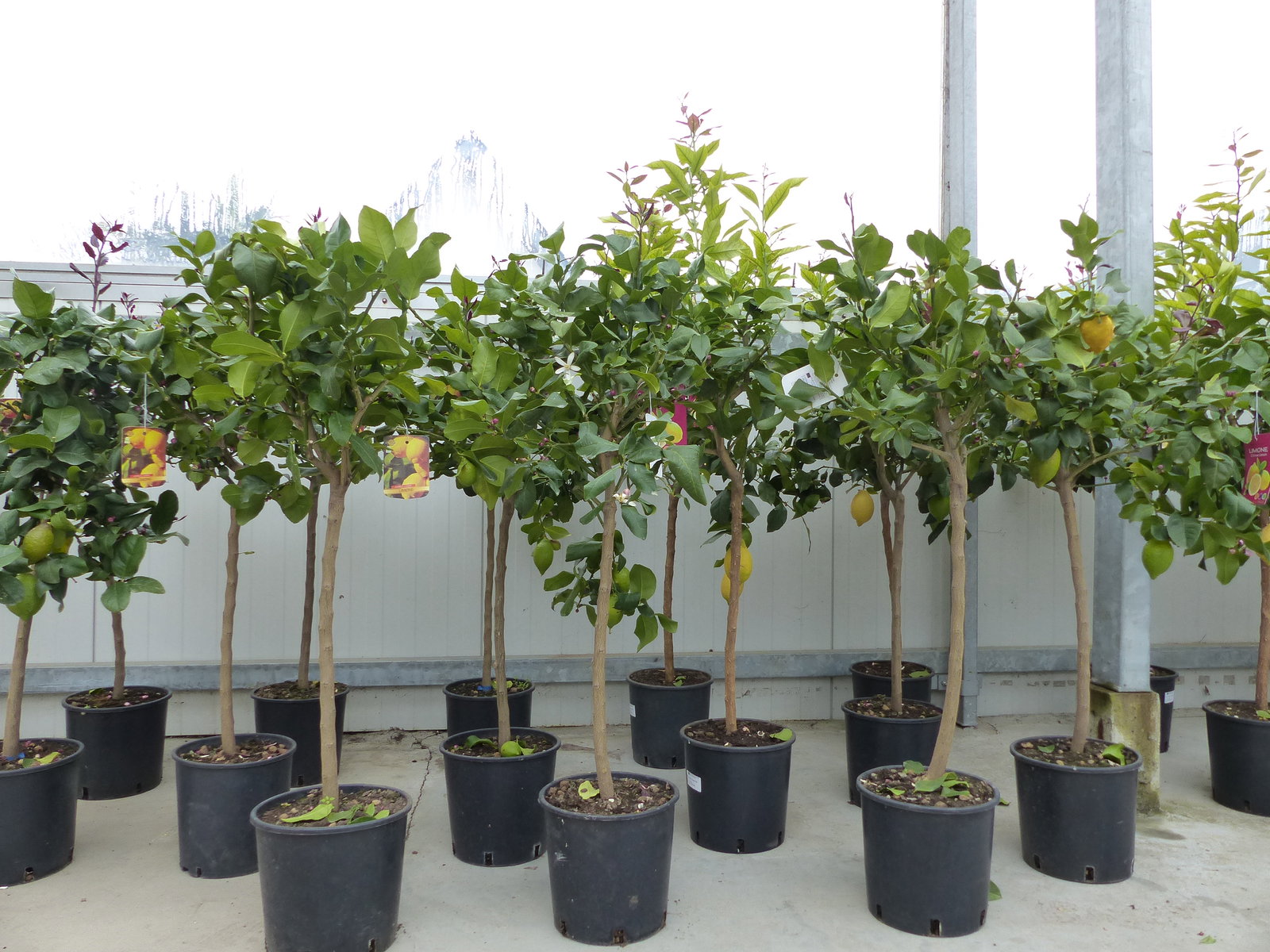 Zitrus Zitronenbaum Zitrone Citrus Limon Limone 120 - 140 cm Zitruspflanze