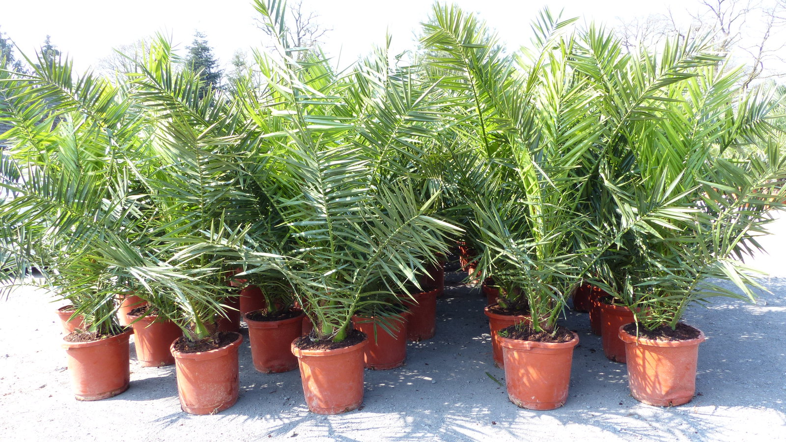 2 Stück Palme XXL 180 cm Phoenix canariensis, kanarische Dattelpalme, winterhart
