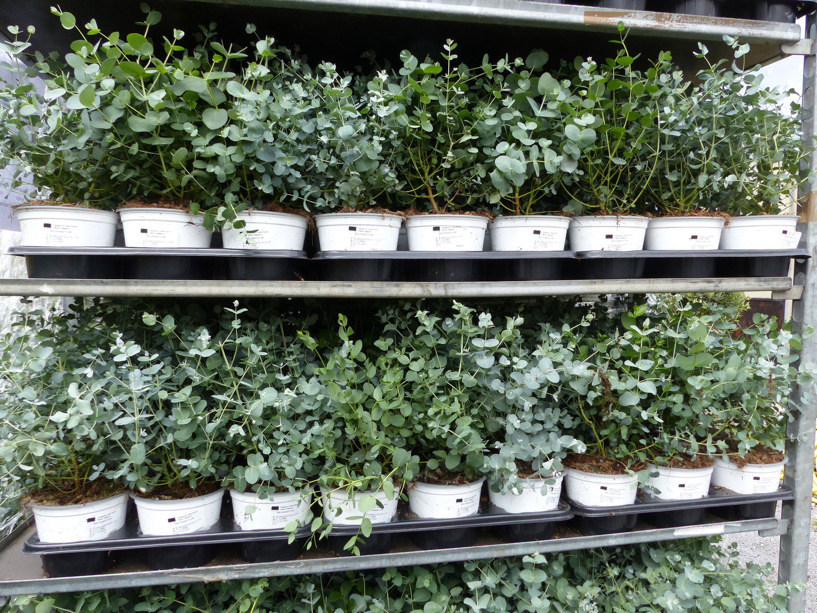 2 Stück Eucalyptus Gunni Gunnii Busch Kugel Eukalyptusbaum, Höhe 20 - 25 cm Pflanze winterhart