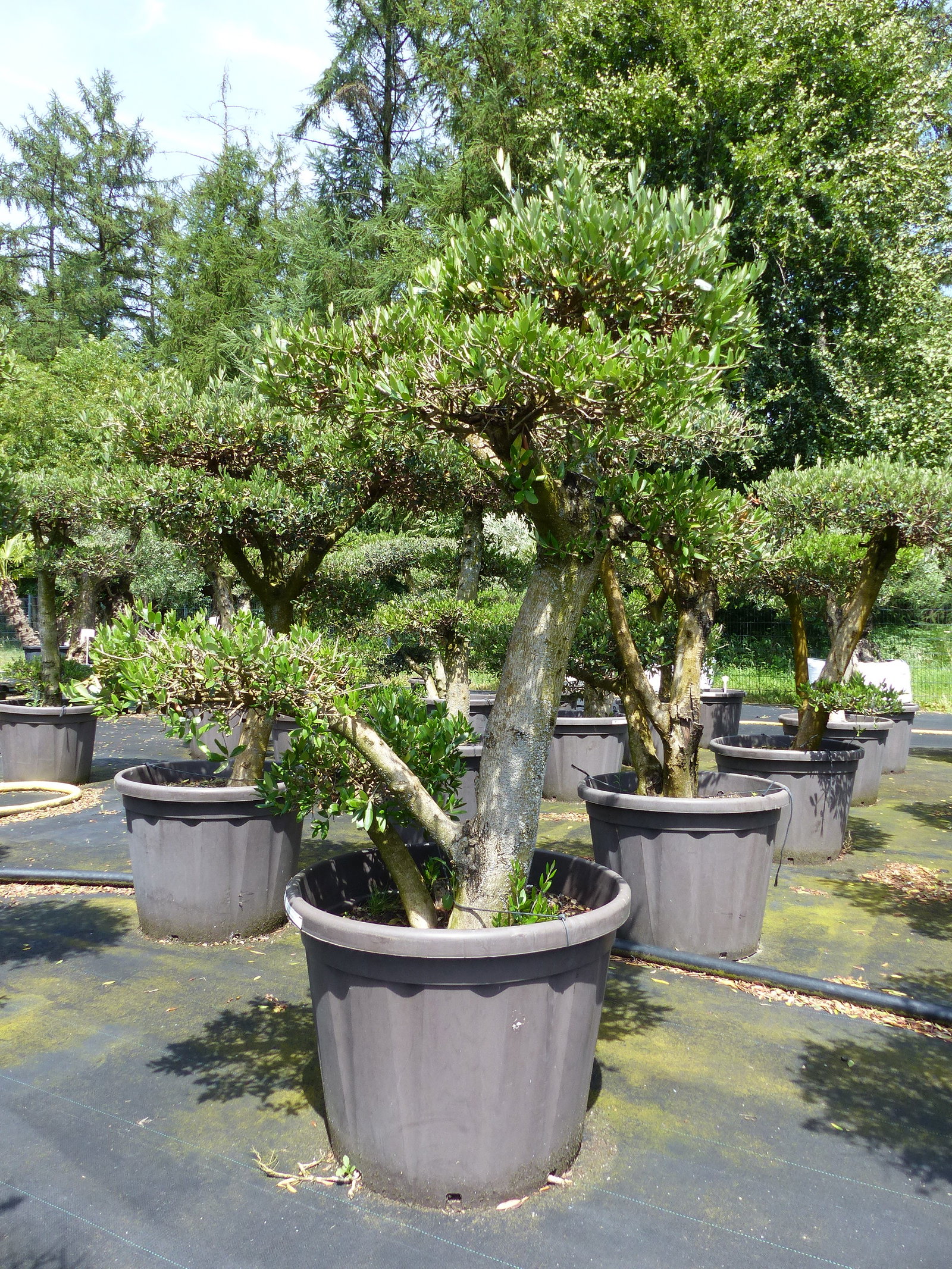Olivenbaum Olea Europaea als Pon Pon Angebot 130 - 180 cm Bonsai Formgehölz Gartenbonsai Formschnitt winterhart