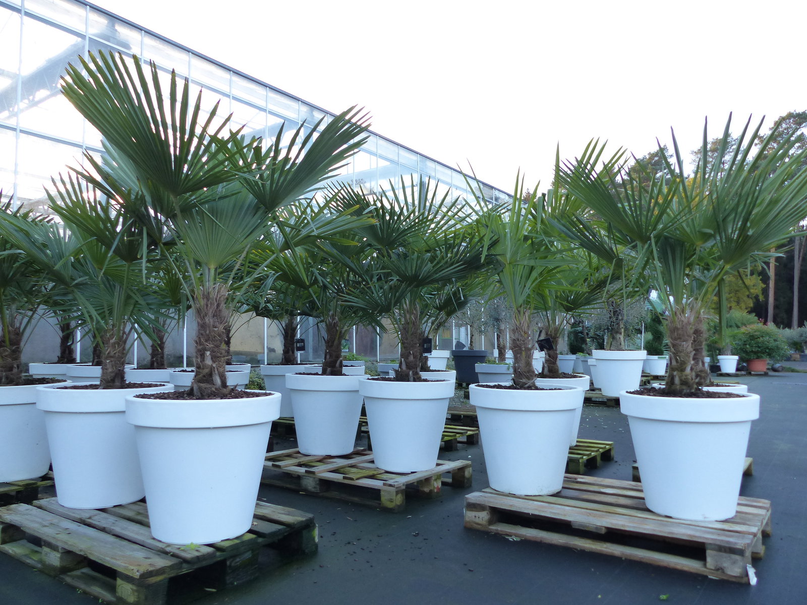 XXL Palme winterhart inkl. Pflanzkübel weiß, 180 - 220 cm Trachycarpus fortunei, Hanfpalme, Top-Qualität