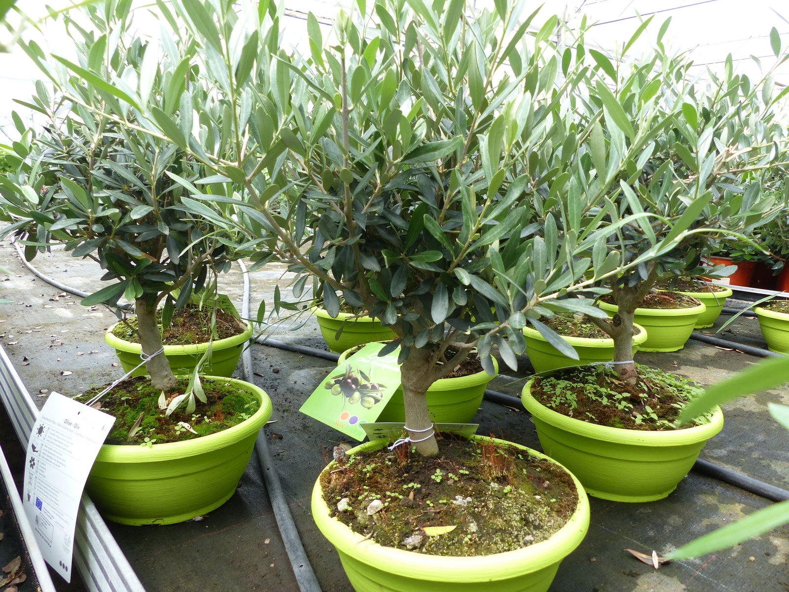 Olivenbaum Bonsai Formgehölz, Olive winterhart, Olea europaea 50 - 60 cm