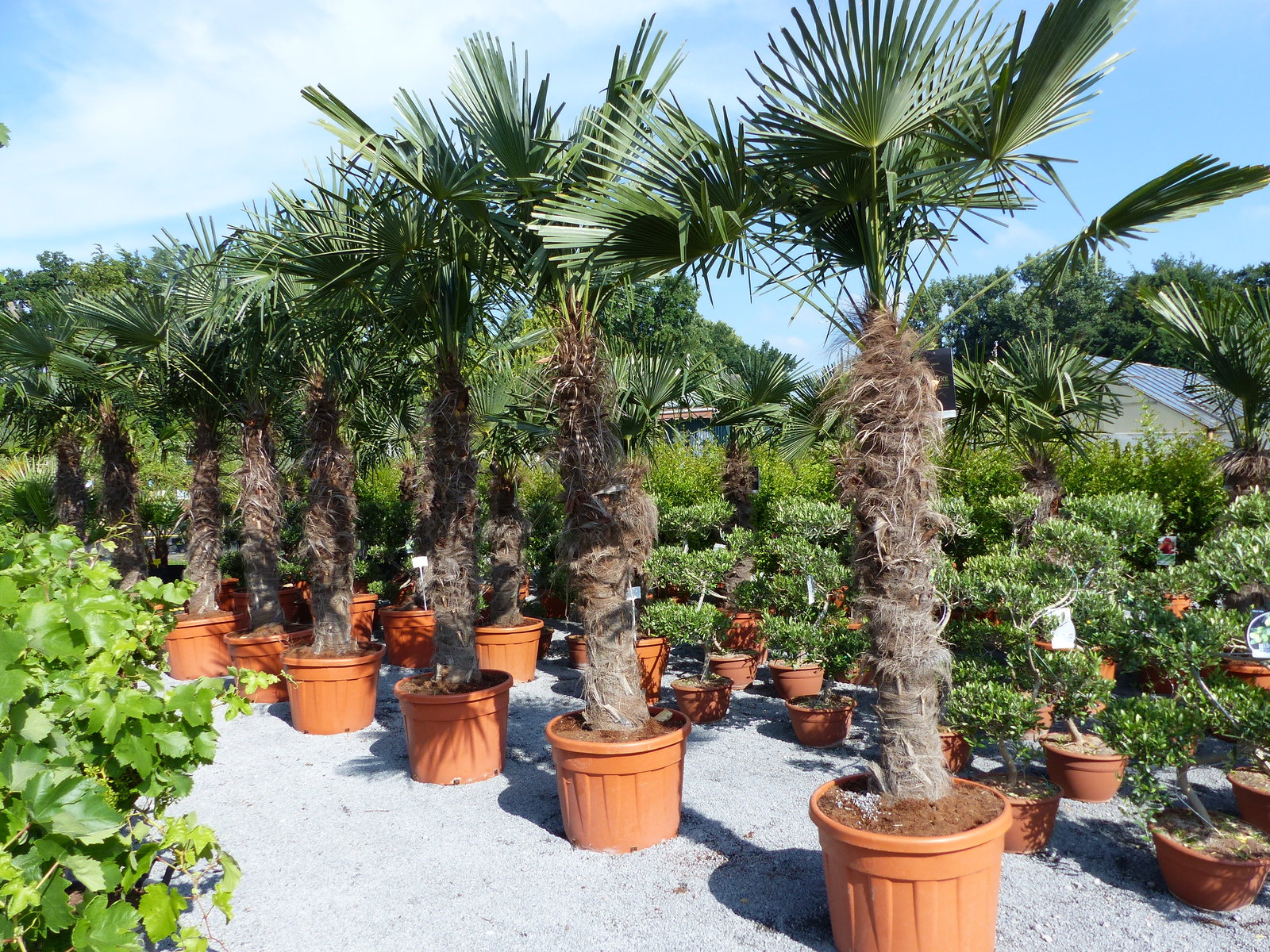 XXXXL 240 - 270 cm Trachycarpus fortunei 130-150 cm Stamm Hanfpalme, winterharte Palme bis -18°C