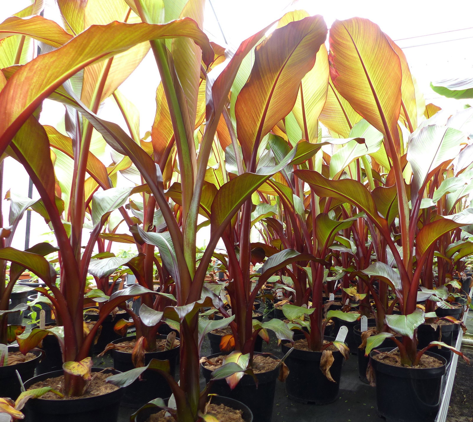 Ensete Ventricosum Maurelli Bananenstaude | Bananenstaude | 140 - 170 cm