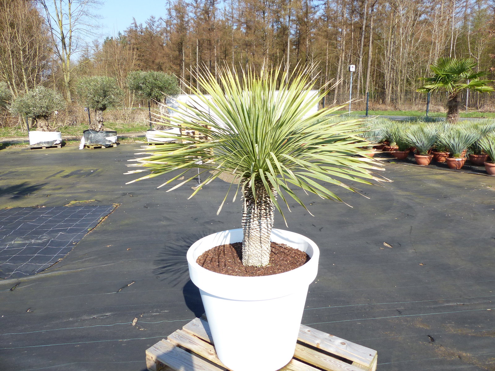 Yucca Rostrata 170 cm | Stamm 55 cm | im Pflanzkübel Ø80 cm Weiß winterhart
