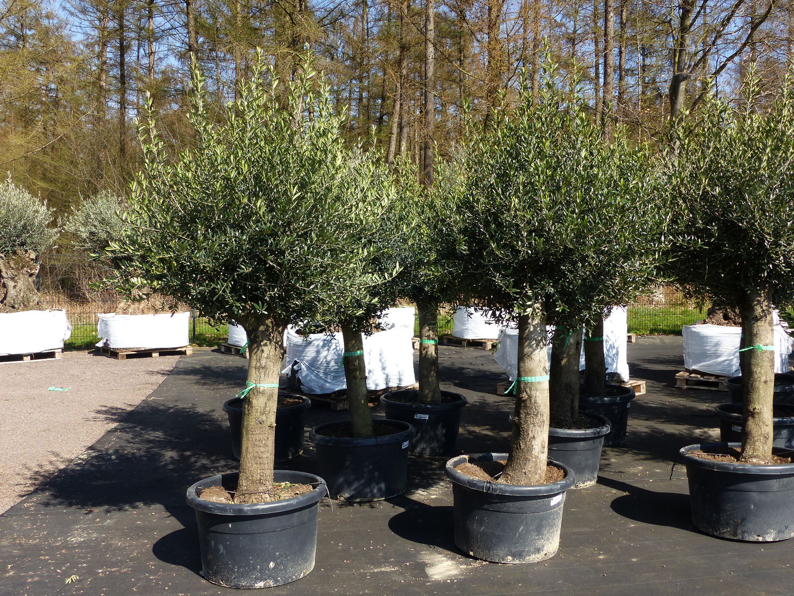 Olivenbaum Olive "60 Jahre" 200 - 240 cm, beste Qualität, Stammumfang 40 - 60 cm, winterhart, Olea Europaea