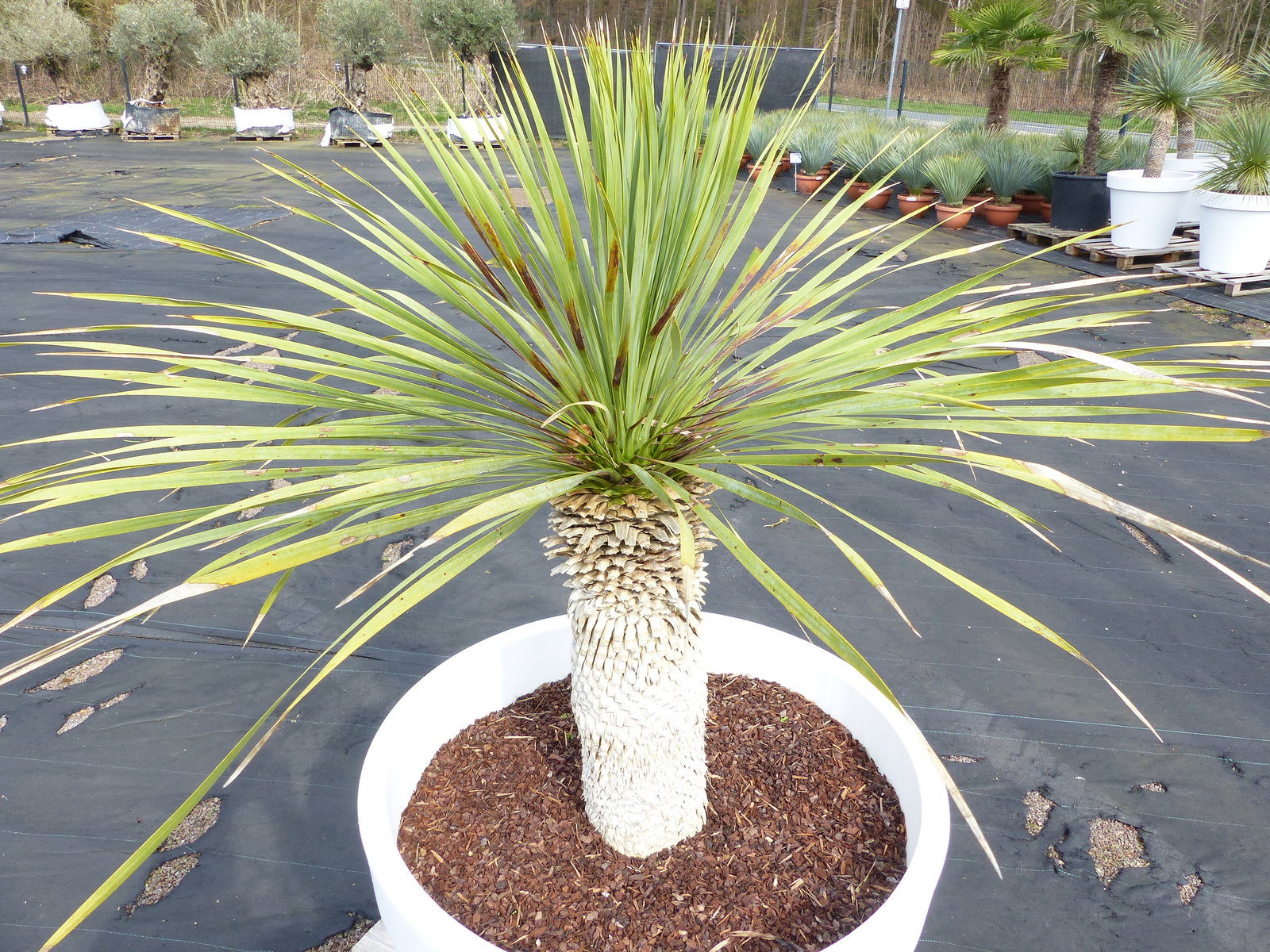 Yucca Rostrata 150 cm | Stamm 50 cm | im Pflanzkübel Ø80 cm Weiß winterhart